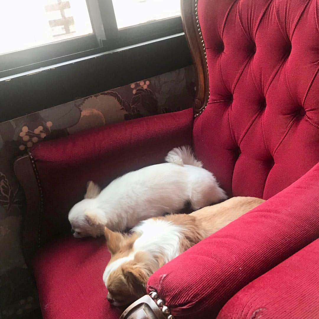 玉ねぎ戦士さんのインスタグラム写真 - (玉ねぎ戦士Instagram)「週末のおもたら🐶💓🐶 ・ ・ ・ #ドッグカフェ #dogcafe」4月9日 17時49分 - licca_tarao_0311