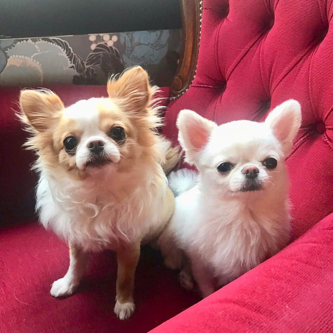 玉ねぎ戦士さんのインスタグラム写真 - (玉ねぎ戦士Instagram)「週末のおもたら🐶💓🐶 ・ ・ ・ #ドッグカフェ #dogcafe」4月9日 17時49分 - licca_tarao_0311