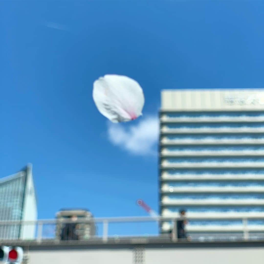 福井晶一さんのインスタグラム写真 - (福井晶一Instagram)「桜 ひらひら 舞い降りて落ちて…  プレビュー初日までいよいよ一週間  #桜 #散り際 #儚さ #美しさ #レミゼラブル #帝劇」4月9日 17時51分 - shoichi.fukui