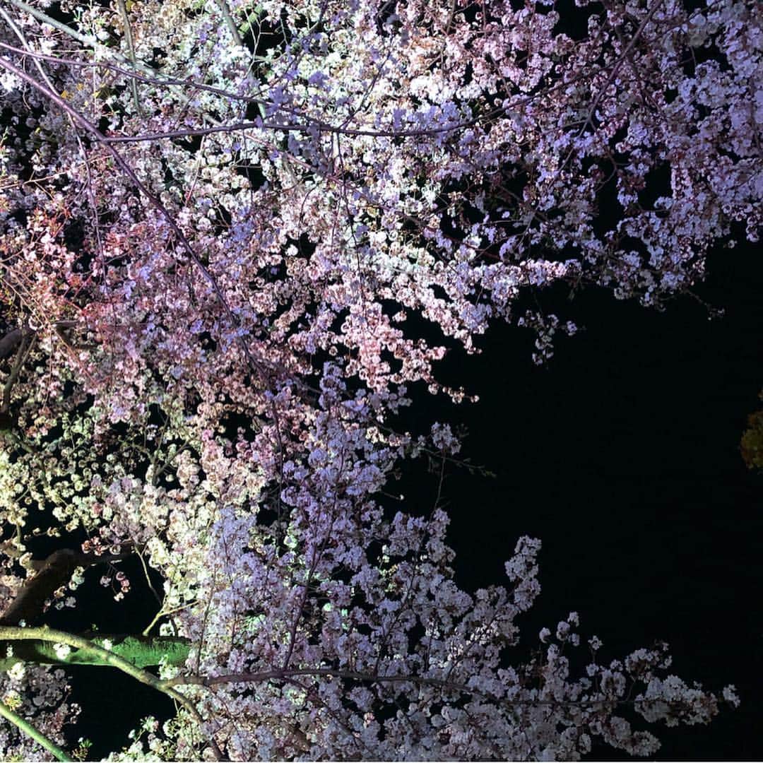 のインスタグラム：「🌸🌛… ・ 昨夜は。  郷さくら美術館のご縁で 描かせていただきました  三春滝桜を取材しました際の ひとコマをつづりましたの巻  ブログは。@sakakiyamatakayo プロフィールにリンクしているameblo.jp/sakakiyamatakayoより。 … ・ ・ ・  振り返りますと。 昨年の今頃では。  制作と精神的にも。 大変でしたけれど。  10周年を目前に試されてるかんじがして。 忍耐力を更にと鍛えてくださったようでした。  絵を描くことは。 己を知るときで。  絵を描いてるときの自分は。 信じる心が最強になるから。  そんな心で描きあげた絵を。 誰かに観ていただいたとき。 観た人も。最強になれると。 ささやかにと。信じている。  美術極めたい。 🧙‍♀️💫… ・ ・ ・  画像は。 夜桜のライトアップにて。  グリーンとピンクで重ねた 個性的なイルミネーション  やっぱり夜桜の景色は。 神秘的でひかれる世界。 ・ ・ ・ ・ ・ 🌸" 作品展示情報… ・ 『第7回 郷さくら美術館 桜花賞展』 … 会場：郷さくら美術館 ・ 「郷さくら美術館　桜花賞」展は、「桜」を描いた現代日本画を多くの方々にご覧頂き、日本画の素晴らしさを再発見してもらうことを目的とした展覧会です。今回もこれからの活躍がますます期待される日本画家31名が、日本美術でおなじみの「桜」という大変難しいモチーフを相手に、それぞれの持ち昧を生かした個性的な素晴らしい桜の絵画に仕上げています。現代日本画家たちの個性を、豊かな桜花の美しさを、どうぞお楽しみください。  東京都目黒区上目黒1-7-13　 TEL：03-3496-1771  東急東横線、東京メトロ日比谷線 中目黒駅より徒歩５分 ◼︎詳しくはホームページをご覧ください … ・ ・  #🌸 #春 #spring  #さくら #桜 #CherryBlossoms #sakura #Tokyo #東京 #六本木 #roppongi #東京ミッドタウン #night #view #🌃 #日本画 #SAKAKiYAMATAKAYO #アート #art  #お花見 #お花見スポット#夜桜 #日本画家 の #外出こんなもん」
