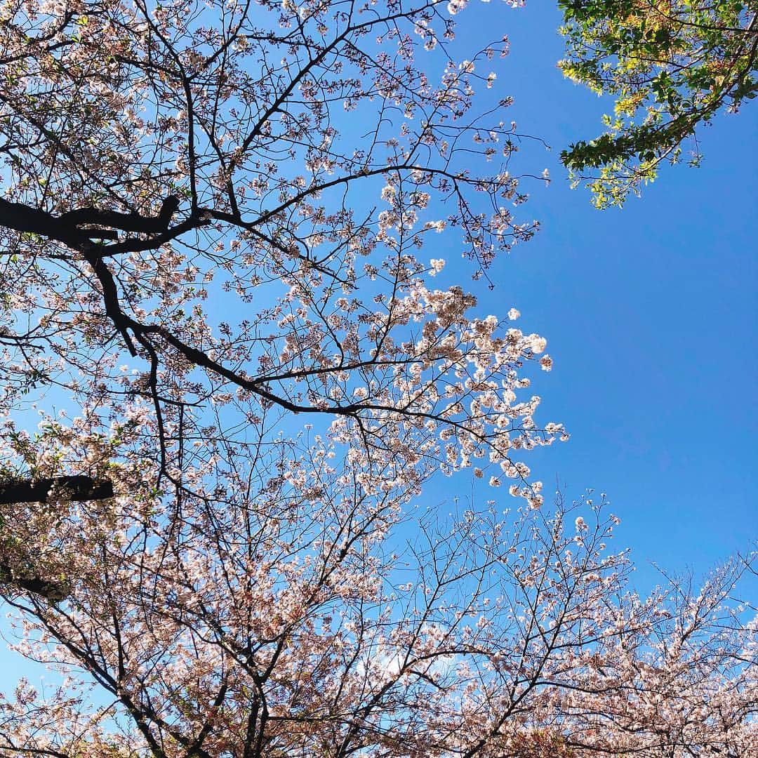 森田真結子さんのインスタグラム写真 - (森田真結子Instagram)「春だなぁ。 #渋沢史料館」4月9日 17時59分 - mayodarts