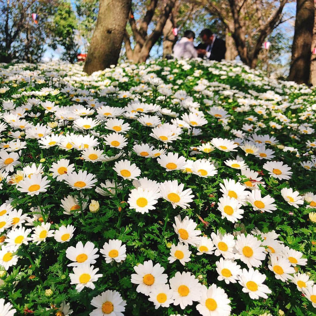 森田真結子さんのインスタグラム写真 - (森田真結子Instagram)「春だなぁ。 #渋沢史料館」4月9日 17時59分 - mayodarts