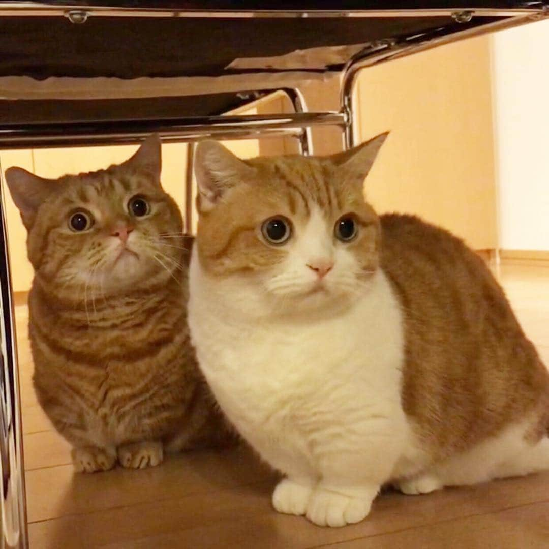 茶太郎 & きなこさんのインスタグラム写真 - (茶太郎 & きなこInstagram)「短足兄妹🐾 ここなら大丈夫にゃ(๑•̀ㅂ•́)و✨ Chataro and Kinako are hiding😽 Because I'm afraid of the vacuum cleaner✨ #短足兄妹掃除機は苦手にゃ #一目散に逃げたにゃ #お兄ちゃんが居るから安心にゃ #マンチカン#猫#munchkin #cat#catstagram #amazing#ねこ#茶トラ#短足#catsofinstagram#excellent_cats#9gag#cats_of_world_#instacat_meows#bestcats_oftheworld#catsofig#instacat#cats_of_instagram」4月9日 18時04分 - amaccho5160