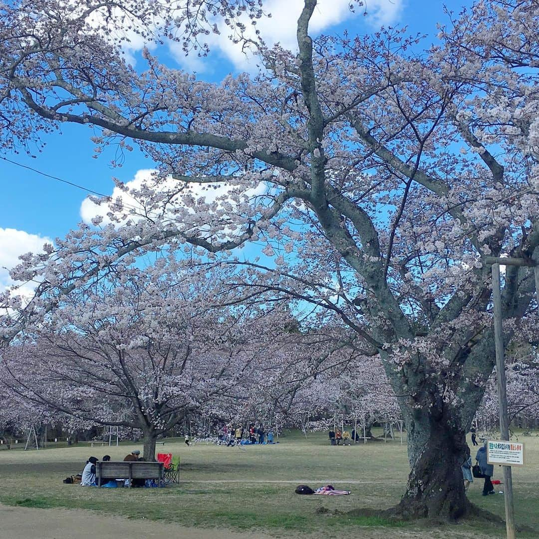 bon ponさんのインスタグラム写真 - (bon ponInstagram)「近場の公園にお花見に行ってきました🌸🌸🌸 満開には少し早く七分咲きくらいでした。 お天気は良かったのですが、風が強く寒くて早々に退散しました😅😅 また満開になったらリベンジしたいと思います👍 ・ #三神峯公園 #お花見 #桜 #夫婦 #60代 #ファッション #コーディネート #リンクコーデ #夫婦コーデ #グレイヘア #白髪 #共白髪 #couple #over60 #fashion #coordinate #instafashion #instagramjapan #greyhair #bonpon511」4月9日 18時05分 - bonpon511