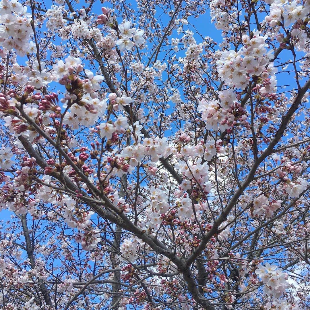 bon ponさんのインスタグラム写真 - (bon ponInstagram)「近場の公園にお花見に行ってきました🌸🌸🌸 満開には少し早く七分咲きくらいでした。 お天気は良かったのですが、風が強く寒くて早々に退散しました😅😅 また満開になったらリベンジしたいと思います👍 ・ #三神峯公園 #お花見 #桜 #夫婦 #60代 #ファッション #コーディネート #リンクコーデ #夫婦コーデ #グレイヘア #白髪 #共白髪 #couple #over60 #fashion #coordinate #instafashion #instagramjapan #greyhair #bonpon511」4月9日 18時05分 - bonpon511