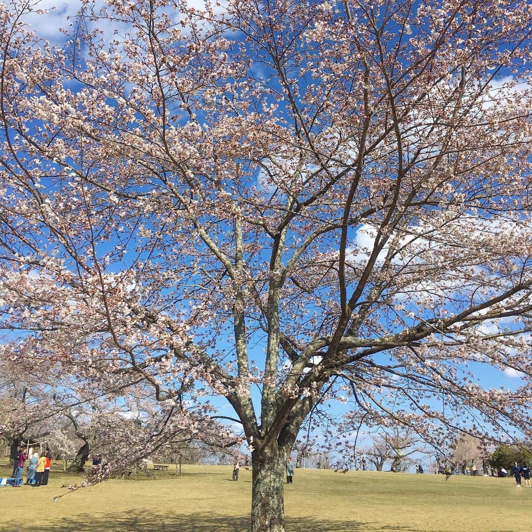 bon ponさんのインスタグラム写真 - (bon ponInstagram)「近場の公園にお花見に行ってきました🌸🌸🌸 満開には少し早く七分咲きくらいでした。 お天気は良かったのですが、風が強く寒くて早々に退散しました😅😅 また満開になったらリベンジしたいと思います👍 ・ #三神峯公園 #お花見 #桜 #夫婦 #60代 #ファッション #コーディネート #リンクコーデ #夫婦コーデ #グレイヘア #白髪 #共白髪 #couple #over60 #fashion #coordinate #instafashion #instagramjapan #greyhair #bonpon511」4月9日 18時05分 - bonpon511