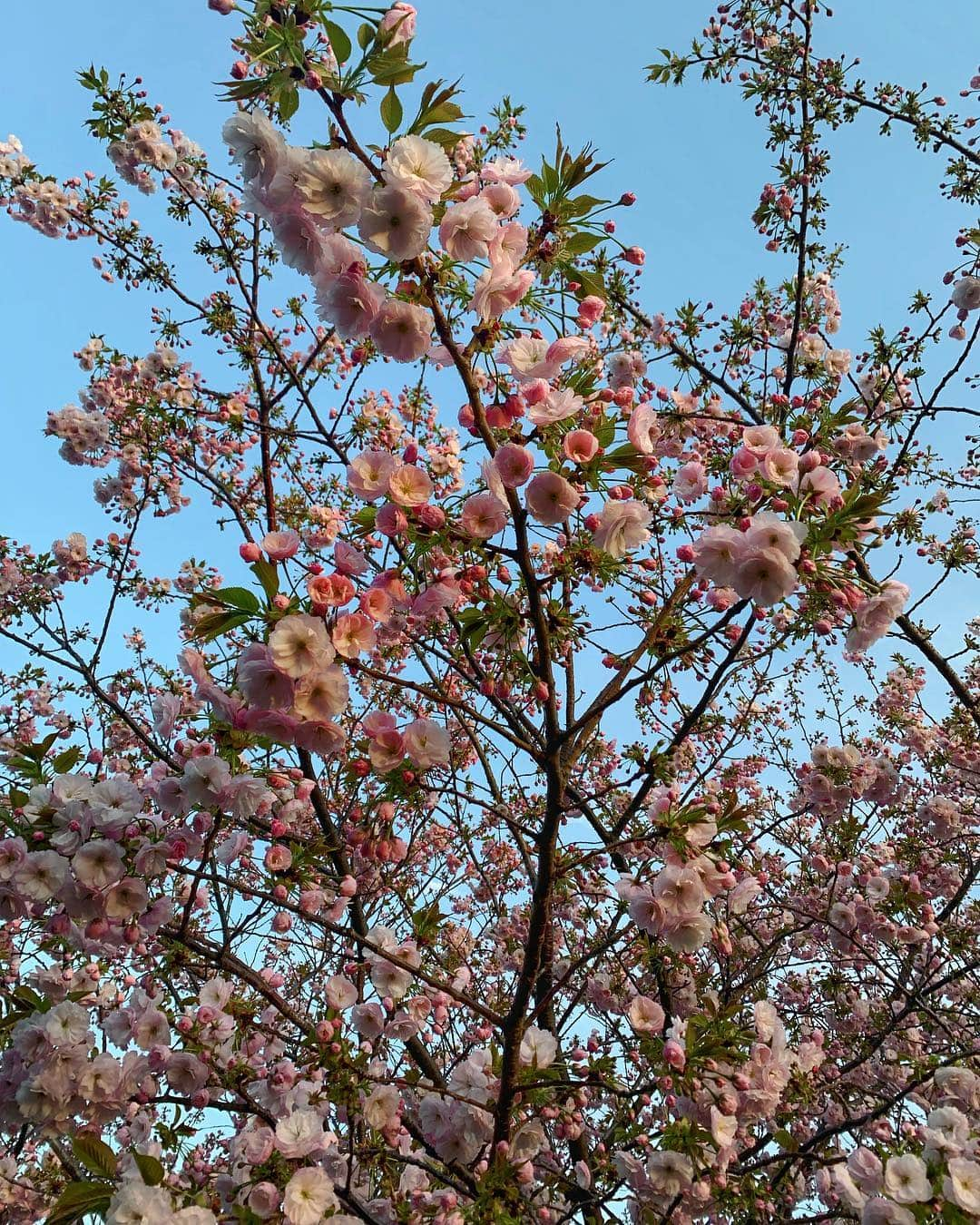 里海さんのインスタグラム写真 - (里海Instagram)「まだつぼみがある桜見つけた🌸」4月9日 18時18分 - satoumi0330