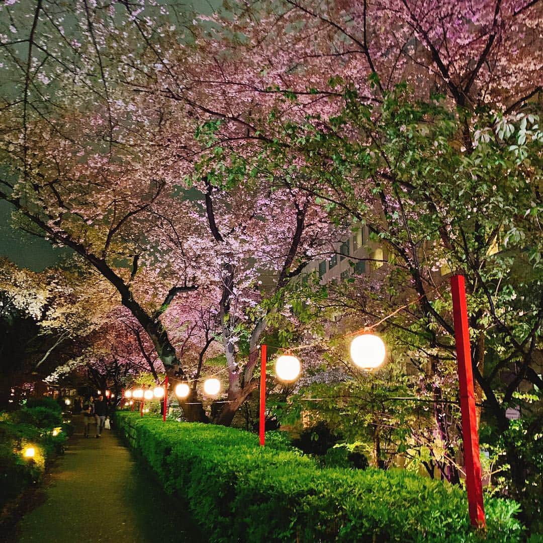 グランドプリンスホテル新高輪さんのインスタグラム写真 - (グランドプリンスホテル新高輪Instagram)「.﻿ 【仕事帰りに上質なひとときを】﻿ みなさまお花見は行かれましたか？ ホテルの日本庭園ではもう少し桜をお楽しみいただけそうです。﻿夜桜も昼間とは違った幻想的な表情で美しいですね。﻿ ﻿ Everyone, have you gone cherry blossom viewing?  It seems like the cherry blossoms in the hotel's Japanese garden will be able to be enjoyed a little longer. The cherry blossoms in the evening look magical in a way different from the daytime and are beautiful, aren't they?」4月9日 18時24分 - grandprincehotel_shintakanawa