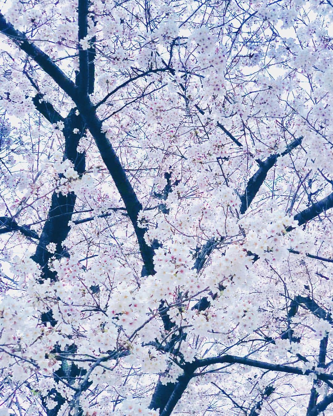 佐原モニカのインスタグラム：「Wish it could stay like this forever🌸」