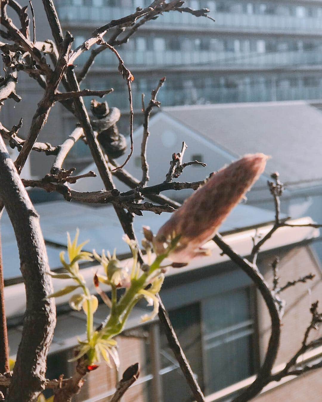 キャシー中島さんのインスタグラム写真 - (キャシー中島Instagram)「*﻿ 屋上の桜が散らずに待っててくれました🌸﻿ 今年も綺麗です🌸﻿ ドゥも気持ちよさそうね🐈﻿ ﻿ フジの花芽がたくさん出ています。﻿ 花が楽しみ💐﻿ ﻿ ﻿ ハルコは昨日からプレスクールに通い始めました。﻿ リコパパと一緒に出かけて行きました。﻿ 昨日も凄く泣いたらしいので、﻿ 今日は大丈夫かな？😭」4月9日 18時36分 - official_kathynakajima