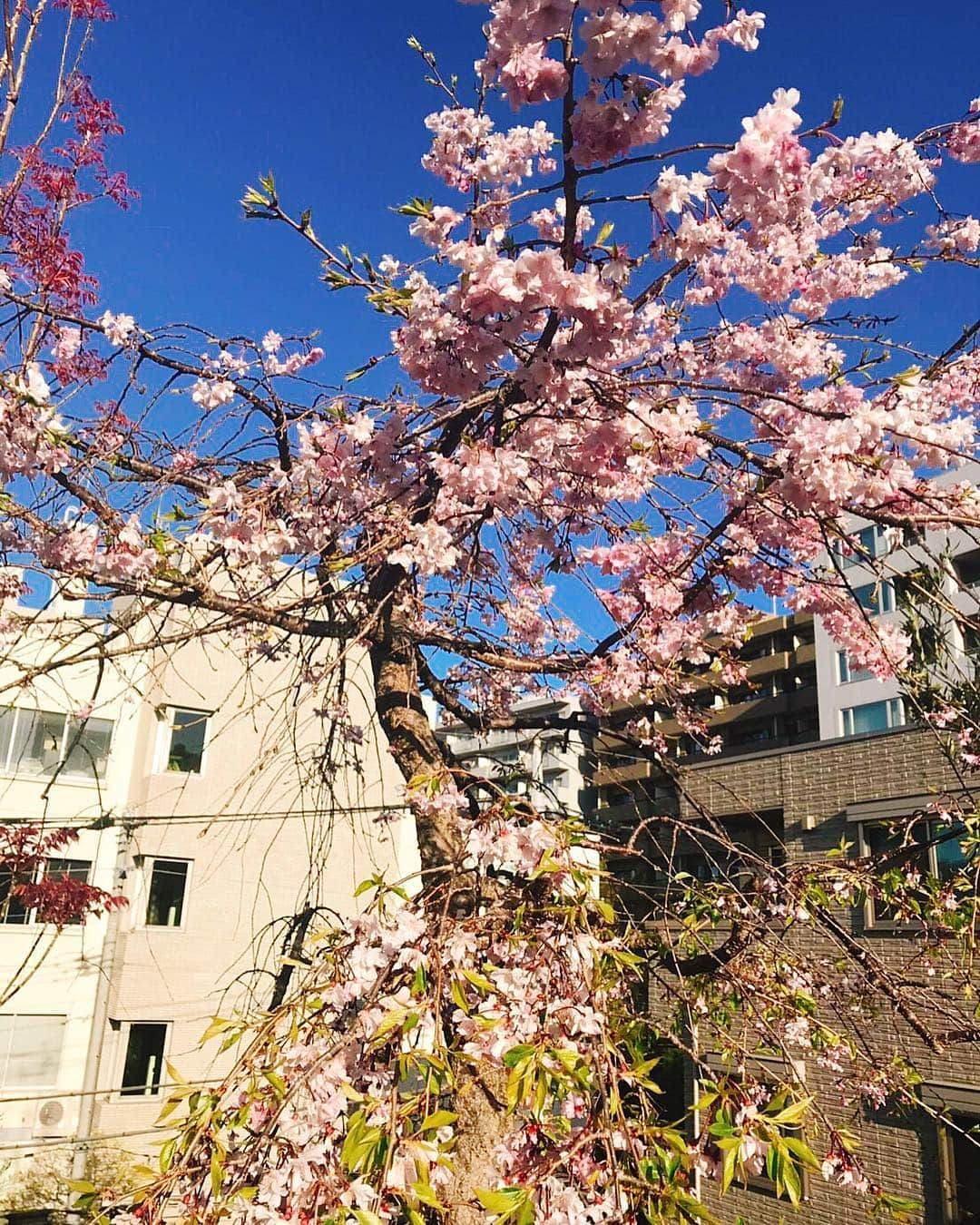 キャシー中島さんのインスタグラム写真 - (キャシー中島Instagram)「*﻿ 屋上の桜が散らずに待っててくれました🌸﻿ 今年も綺麗です🌸﻿ ドゥも気持ちよさそうね🐈﻿ ﻿ フジの花芽がたくさん出ています。﻿ 花が楽しみ💐﻿ ﻿ ﻿ ハルコは昨日からプレスクールに通い始めました。﻿ リコパパと一緒に出かけて行きました。﻿ 昨日も凄く泣いたらしいので、﻿ 今日は大丈夫かな？😭」4月9日 18時36分 - official_kathynakajima