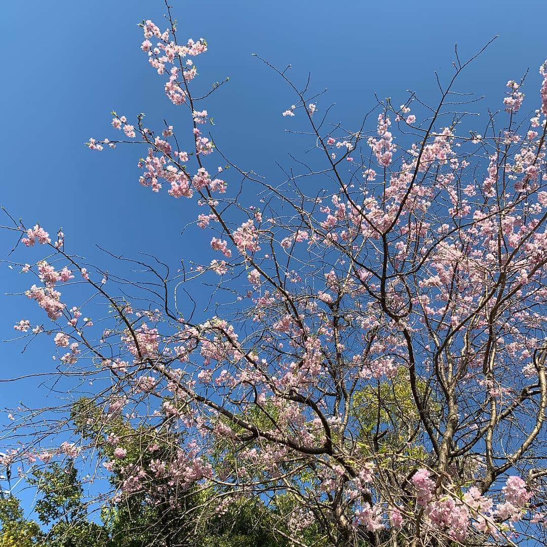 横島亜衿さんのインスタグラム写真 - (横島亜衿Instagram)「少しずつ散っていくの寂しいね😞🌸」4月9日 18時32分 - _aeri_yokoshima