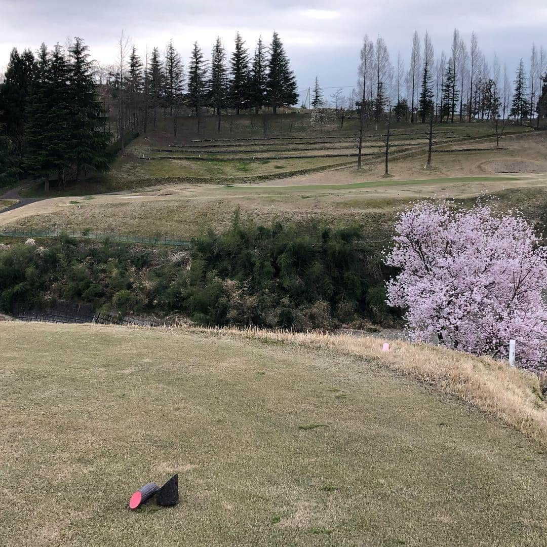 南條早紀さんのインスタグラム写真 - (南條早紀Instagram)「ゴルフ場で飲むビール最強⛳️❤️笑 . お休みの日はゴルフに行けるととても嬉しい😊 めちゃくちゃ下手っぴだけど ゴルフ場の開放感とかよい眺めが大好き！ 自然に1日身を置くととてもリフレッシュできる🌱 満開の桜を飛び越えるホールもあったよ！ （私の球は谷に吸い込まれたけれど🙄笑） . . そうそう。 この日、初めてキツツキが木をコツコツコツ… する音を聞きました‼️ 動いてる様子を撮れて感動！ 動物との出会いも毎回楽しみです😊 . 今年こそもう少し上手になりたいな〜 練習&実践あるのみ😌 富山で長く楽しめる趣味に出会えて嬉しいです🎶 . . #富山 #富山県 #とやま #南砺市 #砺波市 #トナミロイヤルゴルフ倶楽部 #トナミロイヤル #トナミロイヤルGC #趣味 #勉強中 #ゴルフ #ゴルフ女子 #初心者 #スコア #言えない #聞かないで #🙈 #この日は #富山県議選 #このあと #投票行きました #南條の休日 #アナウンサー #南條早紀 #休日 #メイク #当社比 #薄め」4月9日 18時35分 - nanjo_saki