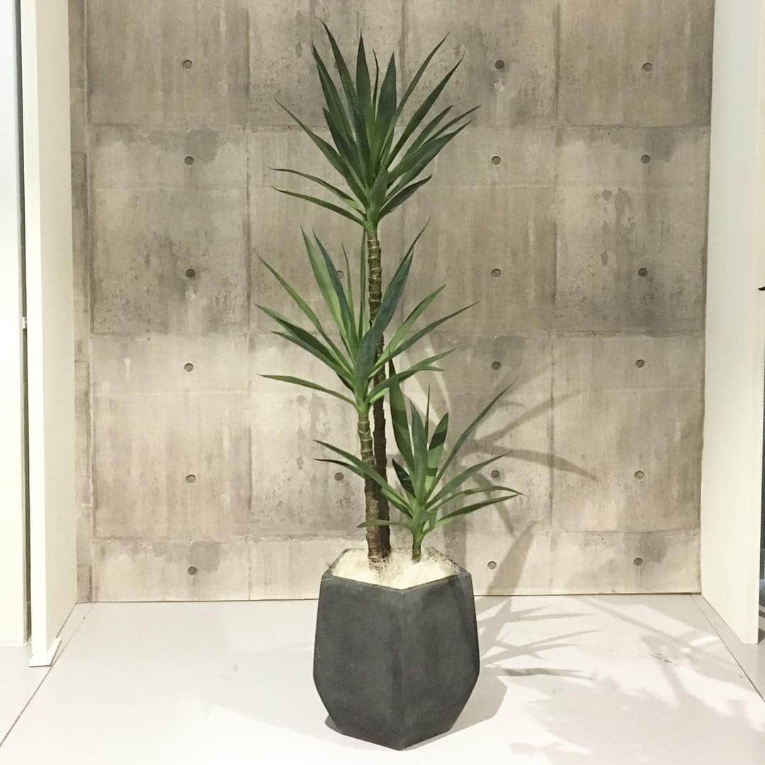 横浜ディスプレイミュージアムのインスタグラム：「樹木セールのご案内🌱  1階売り場にて【人工樹木セールキャンペーン】を開催しております！ 樹木とプランターをセットで購入していただきますと、樹木の上代がなんと50%OFF🌟 そこから会員割引が適用されますので大変お得です！！ この機会に是非セットでお求めくださいませ✨ ＊ご来店のお客様限定のキャンペーンです。対象の商品がなくなり次第終了です。お早めにどうぞ！  #横浜ディスプレイミュージアム #株式会社ポピ ー#ディスプレイ#アーティフィシャルフラワー #横浜#フラワーアレンジメント#インテリア雑貨#インテリア#display#yokohama #artficialflower #空間演出#インテリアコーディネート #フェイクグリーン #植物のある暮らし #グリーンのある暮らし #インテリアグリーン #観葉植物 #interiorgreen #人工樹木」