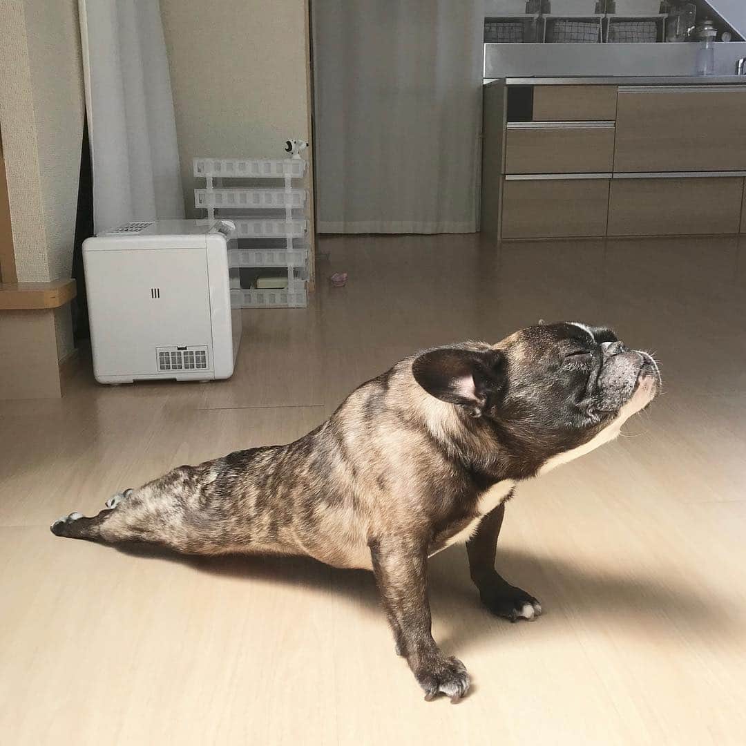 芥川舞子さんのインスタグラム写真 - (芥川舞子Instagram)「肩の下に手がきているし、 肘はロックせずきちんと緩められているし、 胴体が引き上がっているので膝が床からしっかり離れているし、 首の後ろ詰め過ぎていないから適度なアゴの開きだし、  柔軟性だけに頼ったような、ただ反ってるだけのようなポーズではなく、  背骨の伸びのためのポーズにしっかりなっていて、今日も素晴らしいです花子先生👏  #upwardfacingdog  #urdvamukhasvanasana」4月9日 18時55分 - maiko.akutagawa