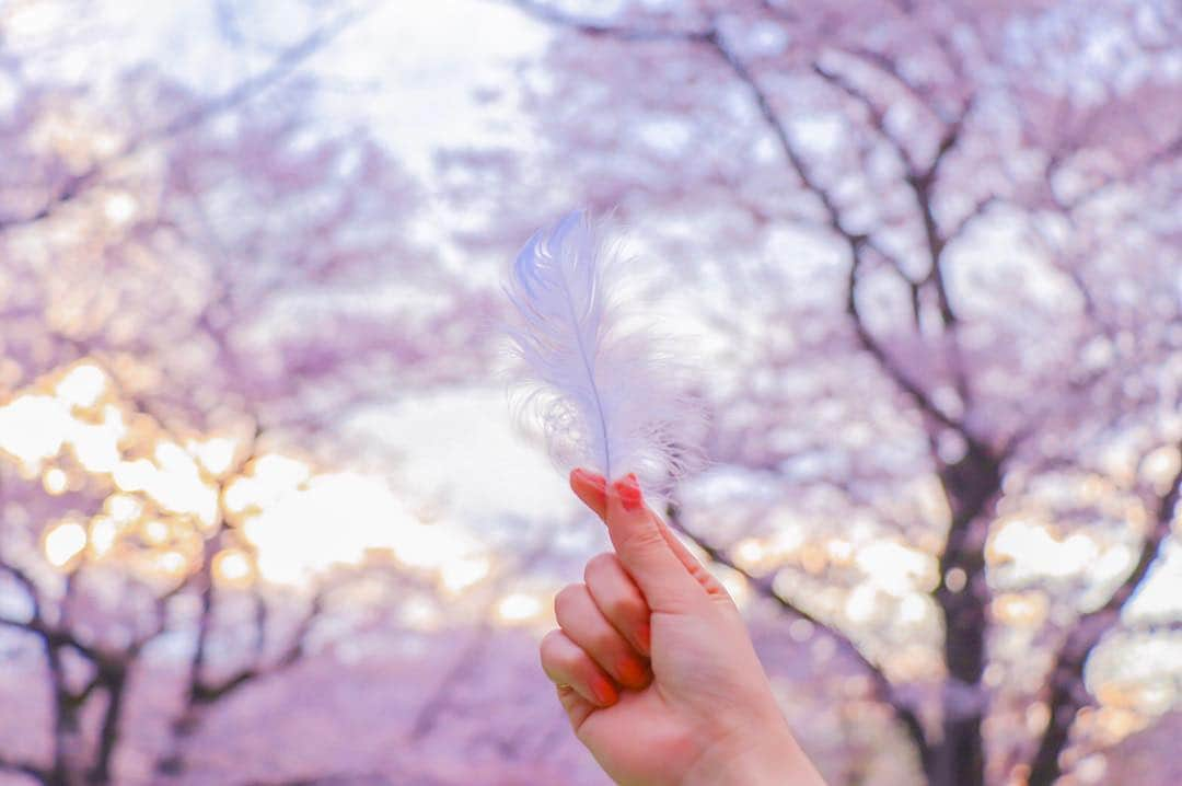 杏沙子さんのインスタグラム写真 - (杏沙子Instagram)「ㅤㅤㅤㅤㅤㅤㅤㅤㅤㅤㅤㅤㅤ ㅤㅤㅤㅤㅤㅤㅤㅤㅤㅤㅤㅤㅤ 今年の桜は長生きしてくれてうれしいね🕊 ㅤㅤㅤㅤㅤㅤㅤㅤㅤㅤㅤㅤㅤ」4月9日 18時58分 - asako.ssw