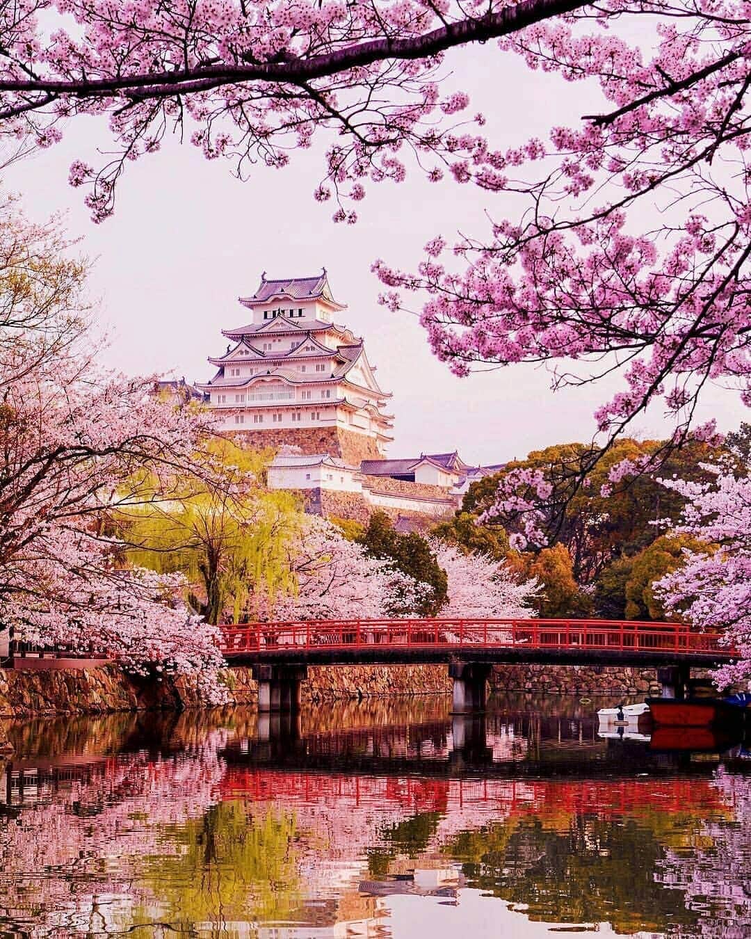 Discover Earthさんのインスタグラム写真 - (Discover EarthInstagram)「It is finally here ! The best time of the year to visit Japan is finally back, how amazing it is to be able to witness so much beauty at once ? 🇯🇵🌸 Is visiting Japan on your bucket list ? Who would you go with ? — 📍#DiscoverJapan — 📸 Photos by @jamesrelfdyer ​」4月9日 18時59分 - discoverearth