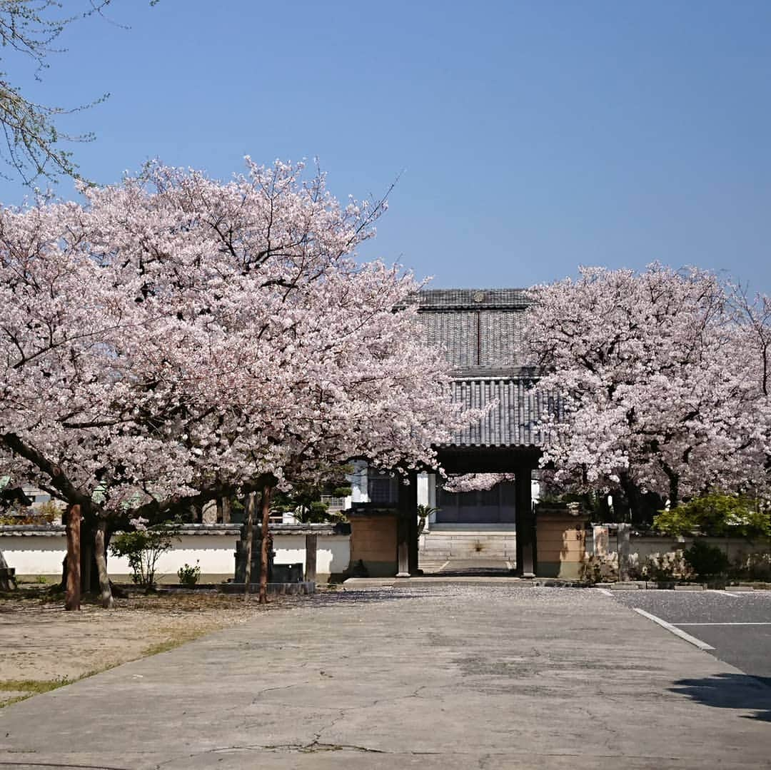 aloaloha-ruiyasutakeのインスタグラム：「サロンの横のお寺さん  お客さまには、この時期必ず桜をのぞいて帰ってくださいね～とおすすめする好きな場所です(^-^) 今週で終わりかな  静かなお寺で桜を眺めると、心が浄化されて落ち着きます(^-^) ご来店の際はぜひ見て帰ってくださいね～  #アロアロハ #ロミロミ #ロミロミマッサージ #ロミロミセラピスト #マタニティロミロミ #福岡マタニティマッサージ #マタニティマッサージスクール福岡  #博多 #吉塚 #ロミロミ福岡 #福岡ロミロミ」