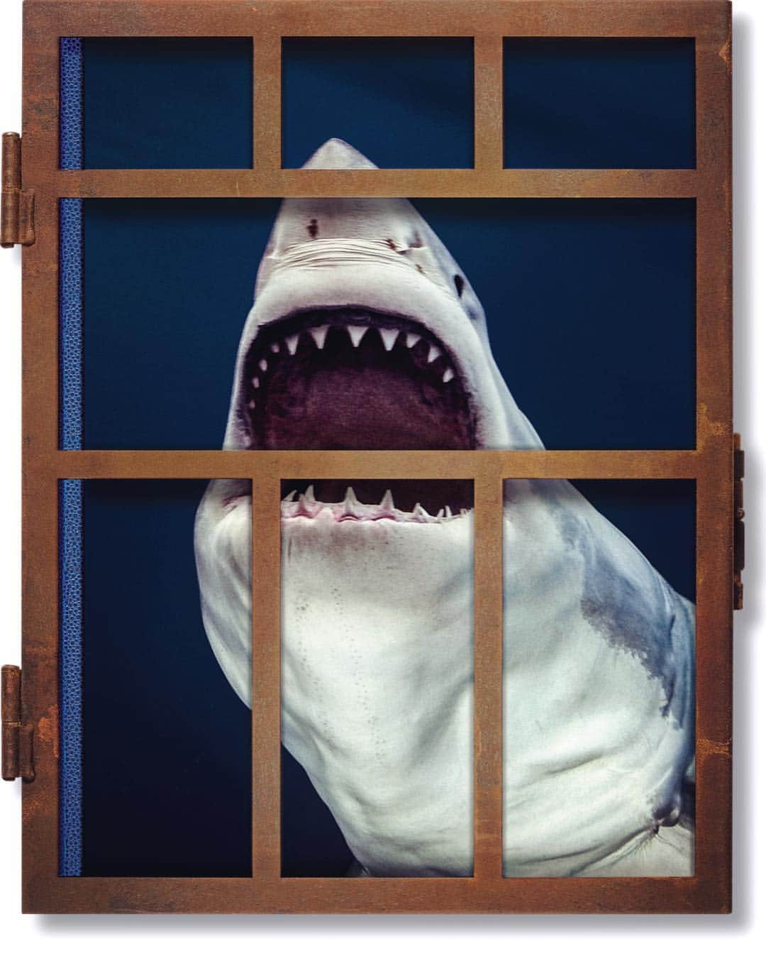 マイケル・ミュラーさんのインスタグラム写真 - (マイケル・ミュラーInstagram)「If we sold one copy of SHARKS for each shark killed last year, it would be one of the top selling books of ALL TIME!  100 MILLION COPIES SOLD, 100,000,000 sharks killed. Yeah it’s like that.  People don’t realize that Sharks are mandatory for a healthy ocean, and a healthy ocean means oxygen......you’re smart enough to put it all together.」4月9日 10時25分 - michaelmuller7