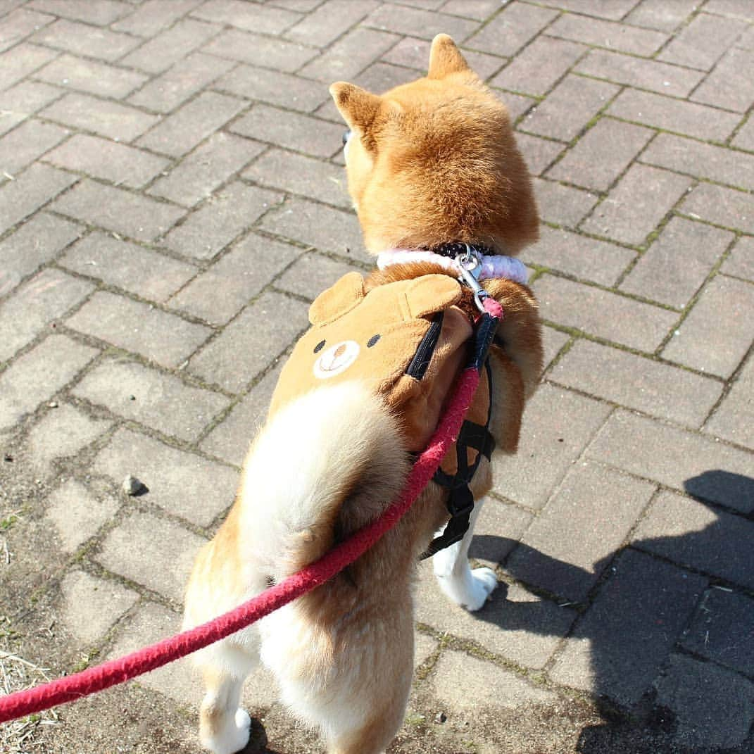 柴犬たま Shibainu Tamaさんのインスタグラム写真 - (柴犬たま Shibainu TamaInstagram)「気分も晴れ晴れ〜歩く気満々です🐕💨💨 * Caption trans🇬🇧 Meekeh feels good. She is passionate about walking🐕💨💨 * #たま家族 #柴犬ミケ #一眼レフ #一眼レフカメラ #お散歩 #くまちゃんリュック #笑顔 #かなりひし形 #プリケツ #しっぽモフモフ #後頭部フェチ #柴犬 #shiba #shibainu #shibastagram #犬 #dog」4月9日 10時45分 - tama7653