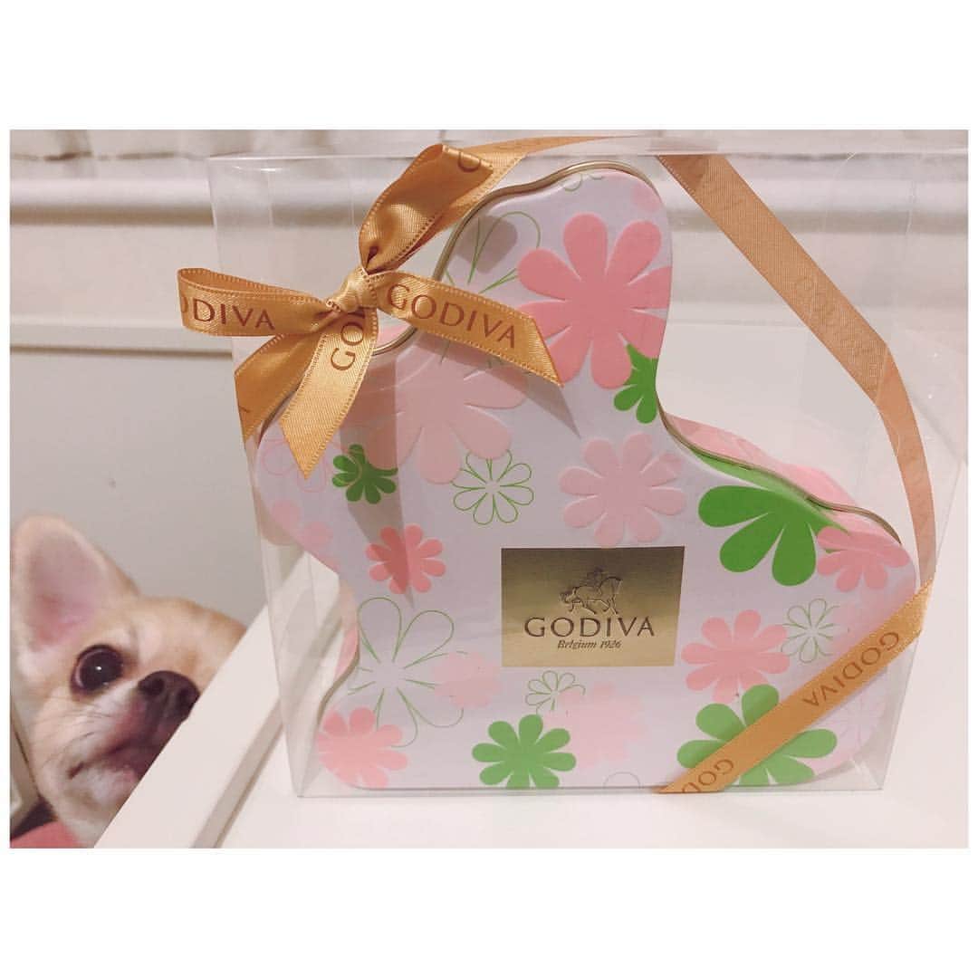 有明ゆなさんのインスタグラム写真 - (有明ゆなInstagram)「ホワイトデーにファンの方から GODIVAいただいちゃった♡ 可愛い缶だから 小物入れになっちゃったよ(*´꒳`*) ろみさんめっちゃ狙ってた！！！ . . . . #ホワイトデー #バレンタインのお返し #チョコレート #チョコ #ちょこれーと #ちょこ #godiva #ゴディバ #ごでぃば #可愛い #狙ってる #愛犬 #チワワ #チワワちゃん #チワワ画像 #ちわわ #ちわわ大好き #ちわわせ #ちわすたぐらむ #dog #dogstagram #instadog」4月9日 10時38分 - ariake_yuna