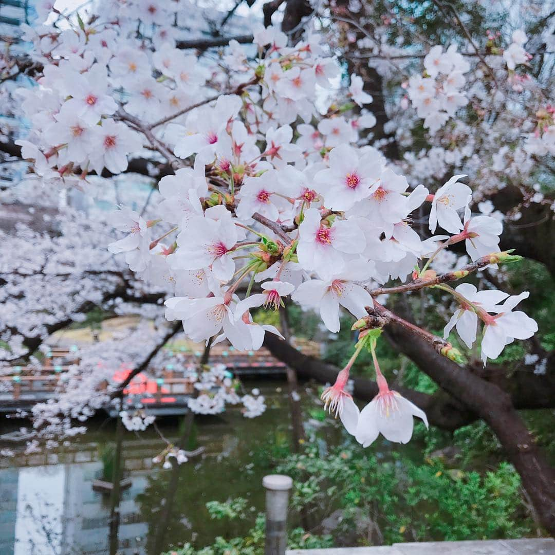 うちやえゆかさんのインスタグラム写真 - (うちやえゆかInstagram)「桜🌸ひらひら さらさら 終わってしまう前に、 のせておこう❀.(*´▽`*)❀. #桜 #原宿 #東郷神社 #庭園 #池 #鯉 #japan #もし #私が #鯉に #生まれ変わったら  #どんな #人生 #だった #とか #思ったり  #Rabbids #ラビッツ #会いに #竹下通り #harajuku #はらとも」4月9日 10時53分 - yukauchiyae