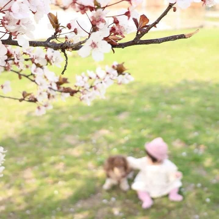 Photobackさんのインスタグラム写真 - (PhotobackInstagram)「春になると、いつもの公園へのお散歩もちょっと気分がわくわくします🌸ワンちゃんもキレイな桜に大興奮だったよう🐶素敵な作品をありがとうございます😄 . Photoback公式Instagramでは現在「春のInstagram投稿キャンペーン」を開催中です♪ #photoback春の思い出2019 のハッシュタグをつけて「春の思い出」をテーマに投稿頂いた作品の中から、素敵な作品を紹介しています。 . 写真を投稿する際は、ぜひ #photoback や #春の思い出 のハッシュタグもつけてみてくださいね✨ . 参加方法はとてもカンタン！ Instagramで@photoback.jp をフォローして、#photoback春の思い出2019 とハッシュタグをつけて、春の思い出投稿をするだけ🙋 . 今回は、投稿合計数に応じて プレゼントが豪華になる特典つき！ . キャンペーンハッシュタグのついた投稿が . 合計 100件以上で ＜Photobackギフト券🎫1,000円分＞ 合計 500件以上で ＜Photobackギフト券🎫3,000円分＞ 合計 1,000件以上で ＜Photobackギフト券🎫5,000円分＞ . を、抽選で3名様にプレゼント💝 . 現在は、876件突破～🤗 500件突破したので、賞品がPhotobackギフト券🎫3,000円分にグレードアップ！ あと124件で1,000件になるので、引き続き、みなさまからのご応募、作品の投稿をお待ちしております！ . #photoback春の思い出2019 #春の思い出 #春のおでかけ #平成最後の春 #photoback #フォトバック #フォトブック #思い出 #写真 #写真整理 #ママ #キッズ #女の子 #子育て #コドモノ #ママリ #子育てぐらむ #親バカ部 #こどものいる暮らし #キッズレート #桜 #さくらの花 #お花見 #散歩 ━･･━･･━･･━･･━･･━･･━ #Repost @itotototooooo ━･･━･･━･･━･･━･･━･･━ 近くの公園へお散歩﻿ 桜咲いてた〜🌸🌸🌸﻿ . 人混み合っててネル🐶大興奮のため、滞在時間5分あったかな？くらい(笑)﻿ ゆっくりするのは花見の楽しみにとっとこ😂﻿ ﻿. ﻿. 2枚目 奇跡的に寄り添ってるみたい(笑)﻿ . #photoback春の思い出2019」4月9日 10時48分 - photoback.jp