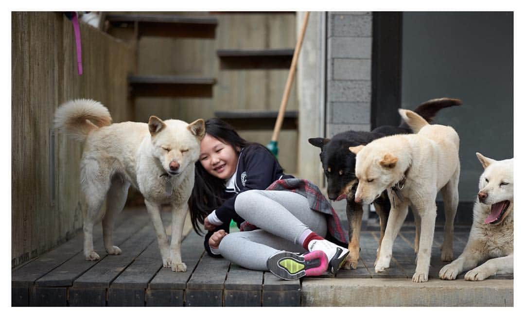 ユン・ヘジンさんのインスタグラム写真 - (ユン・ヘジンInstagram)「친구들🐾 진돌 새봄 가락 단이🐕」4月9日 10時49分 - hjballet80