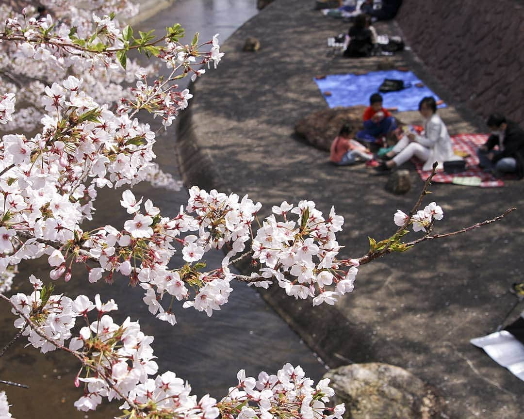 愛知県田原市さんのインスタグラム写真 - (愛知県田原市Instagram)「This is how we enjoy spring in Japan. これぞ日本の春 *  #桜を見ながらお弁当 #花見弁当 #おいしさ倍増 #春  #満開 #花見 #桜シリーズ #どこまでいけるか #だって桜好きなんだもーん #滝頭公園 ** #たはら暮らし * #渥美半島#田原市#田原#伊良湖岬#伊良湖#赤羽根 #tahara#irago#akabane #サーフィン#surfing#田舎暮らし#日々の暮らし#休日の過ごし方#スローライフ#instagramjaran#igersjp」4月9日 10時52分 - tahara_kurashi