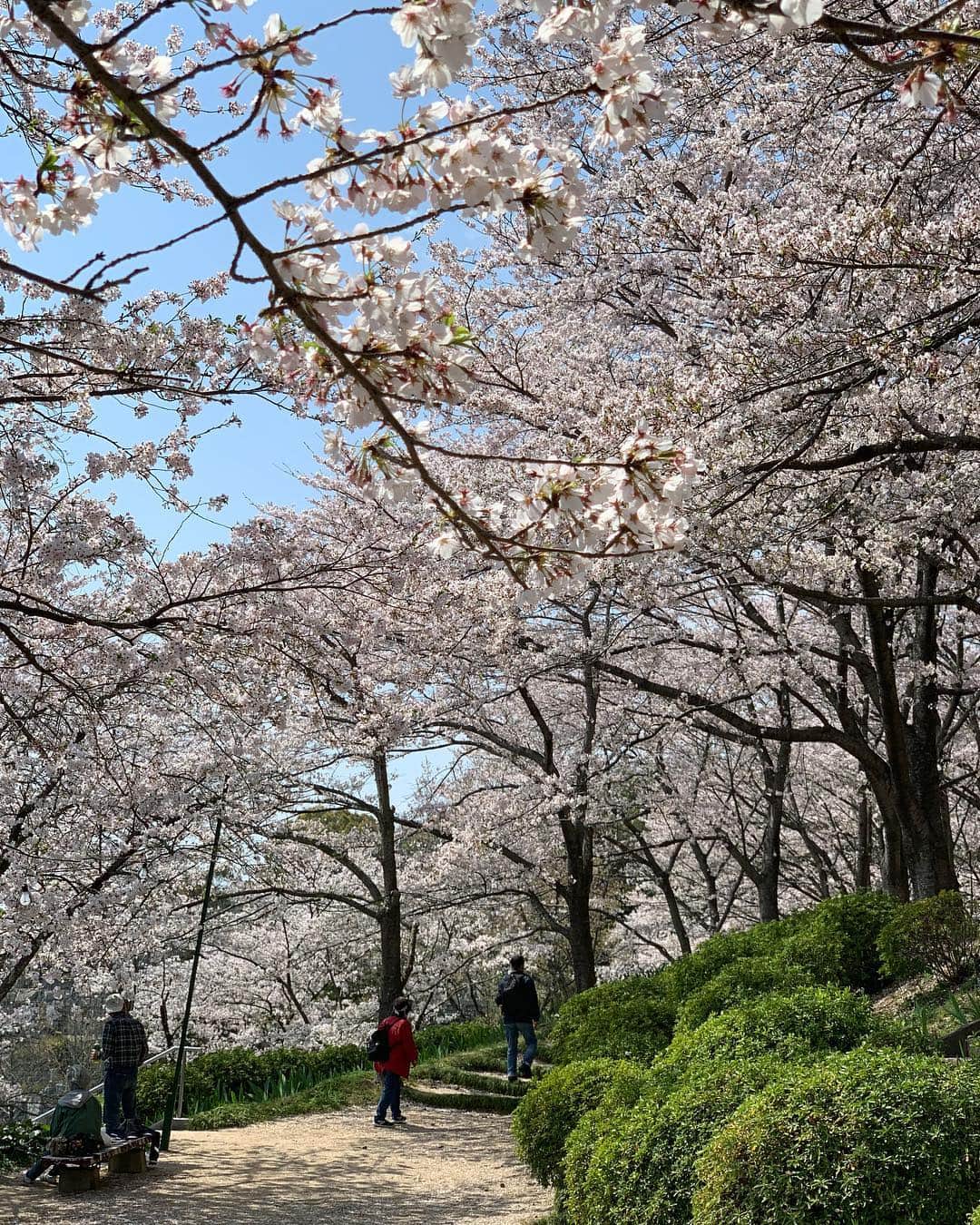 喜山康平さんのインスタグラム写真 - (喜山康平Instagram)「🌸 #spring #sakura #桜」4月9日 10時56分 - koheikiyama_