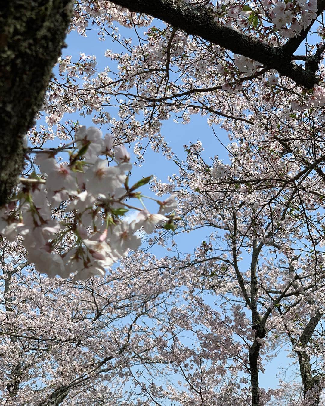 喜山康平さんのインスタグラム写真 - (喜山康平Instagram)「🌸 #spring #sakura #桜」4月9日 10時56分 - koheikiyama_