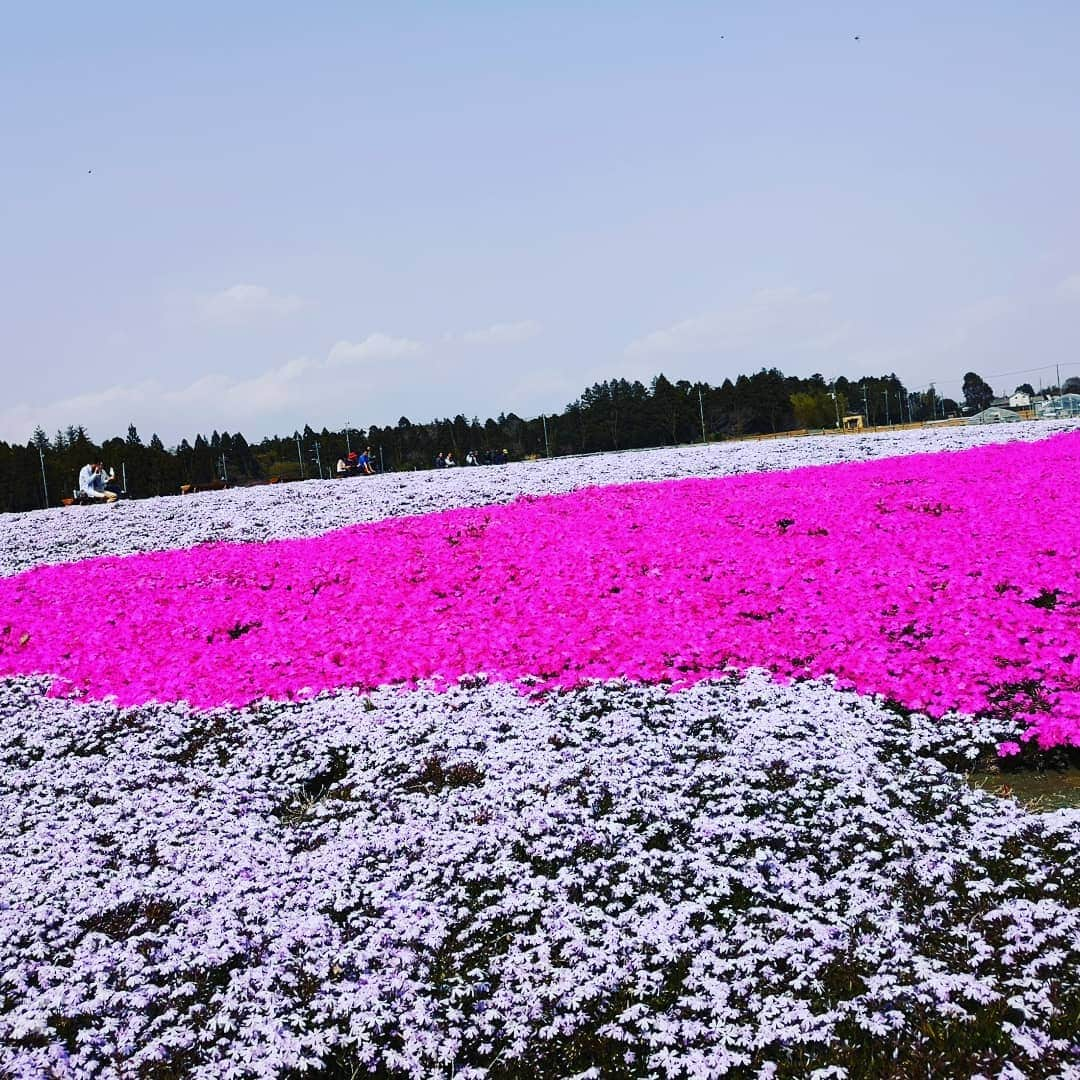 蛯原英里さんのインスタグラム写真 - (蛯原英里Instagram)「苺狩りの後は近くに芝桜で有名な公園へ🌸芝桜もきれいで癒されましたー！そして、その後食べたきなこのお団子も美味しかった！ 花より団子ですね（笑） お天気も良く最高でした😊  #spring #芝桜 #春#大好き#flowers #famous #park」4月9日 11時12分 - eriebihara