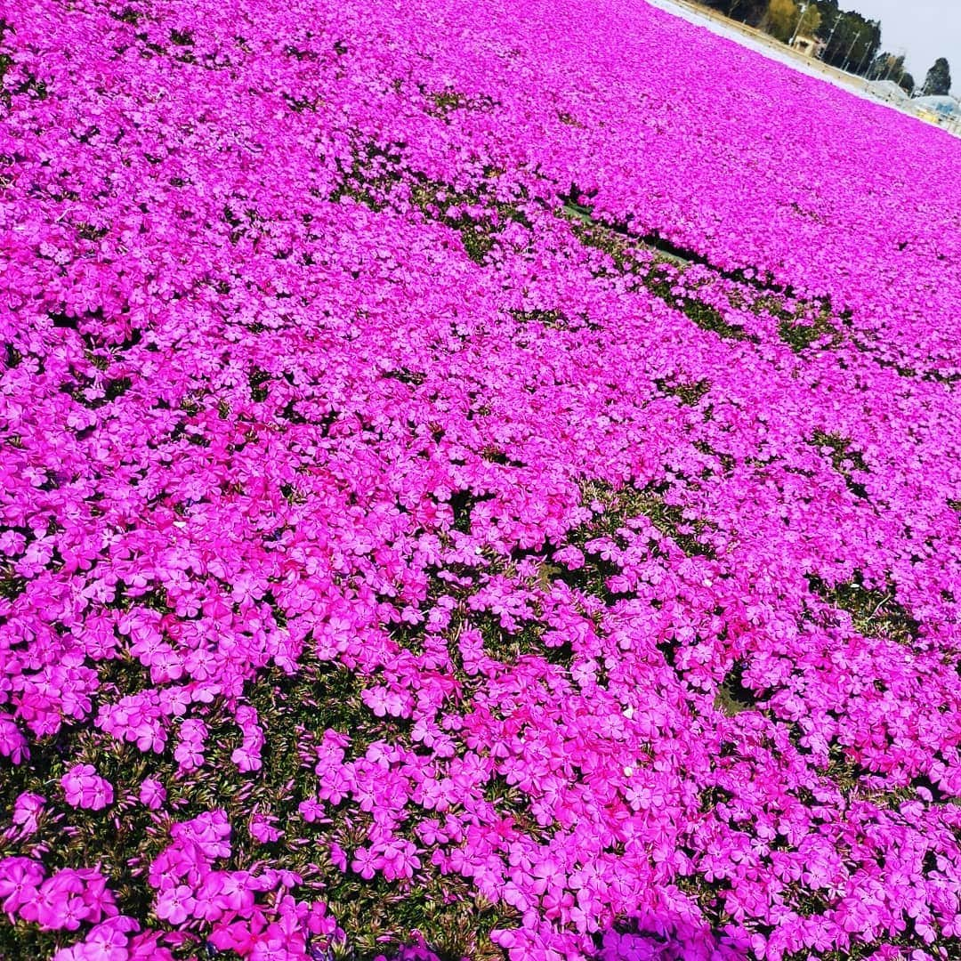 蛯原英里さんのインスタグラム写真 - (蛯原英里Instagram)「苺狩りの後は近くに芝桜で有名な公園へ🌸芝桜もきれいで癒されましたー！そして、その後食べたきなこのお団子も美味しかった！ 花より団子ですね（笑） お天気も良く最高でした😊  #spring #芝桜 #春#大好き#flowers #famous #park」4月9日 11時12分 - eriebihara