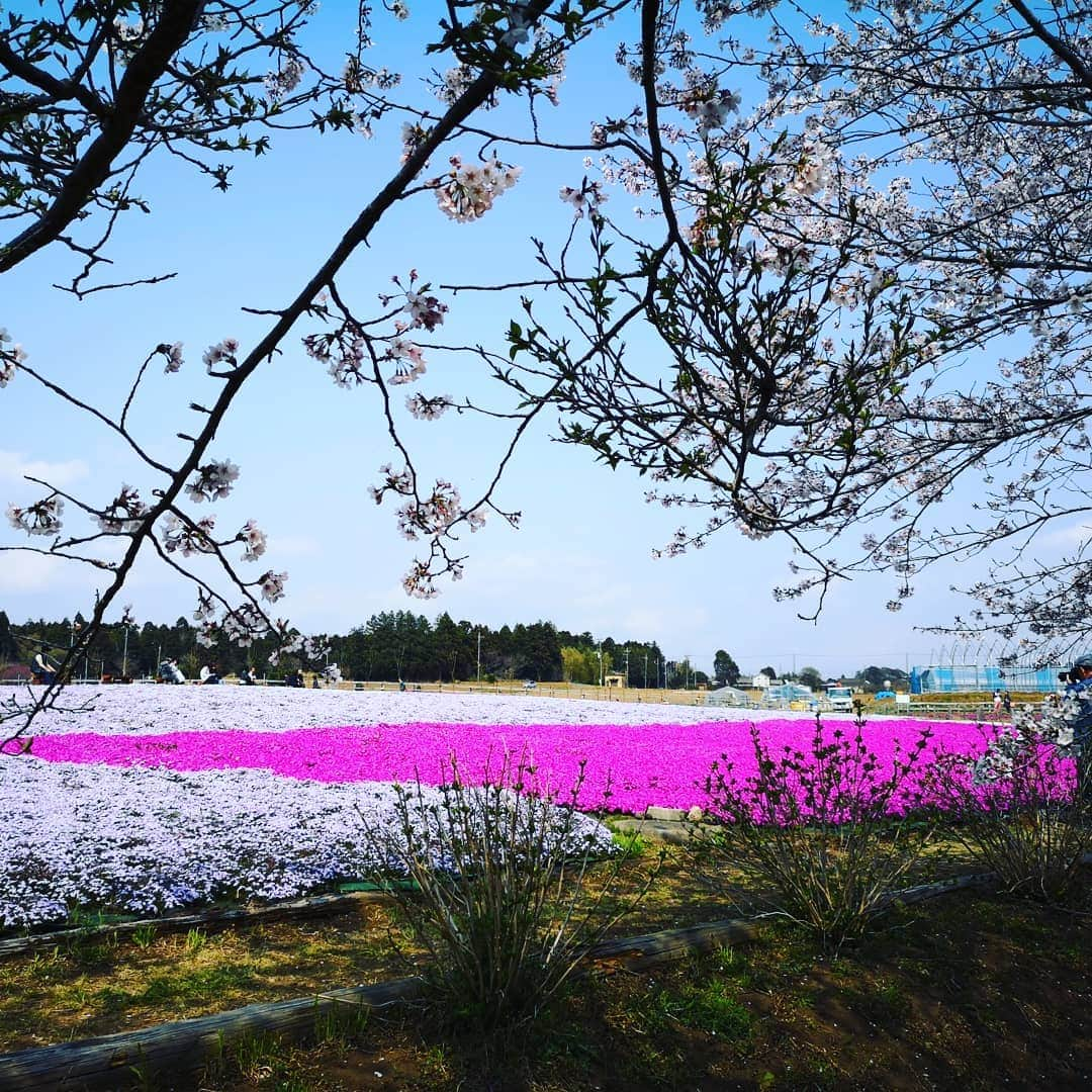 蛯原英里さんのインスタグラム写真 - (蛯原英里Instagram)「苺狩りの後は近くに芝桜で有名な公園へ🌸芝桜もきれいで癒されましたー！そして、その後食べたきなこのお団子も美味しかった！ 花より団子ですね（笑） お天気も良く最高でした😊  #spring #芝桜 #春#大好き#flowers #famous #park」4月9日 11時12分 - eriebihara