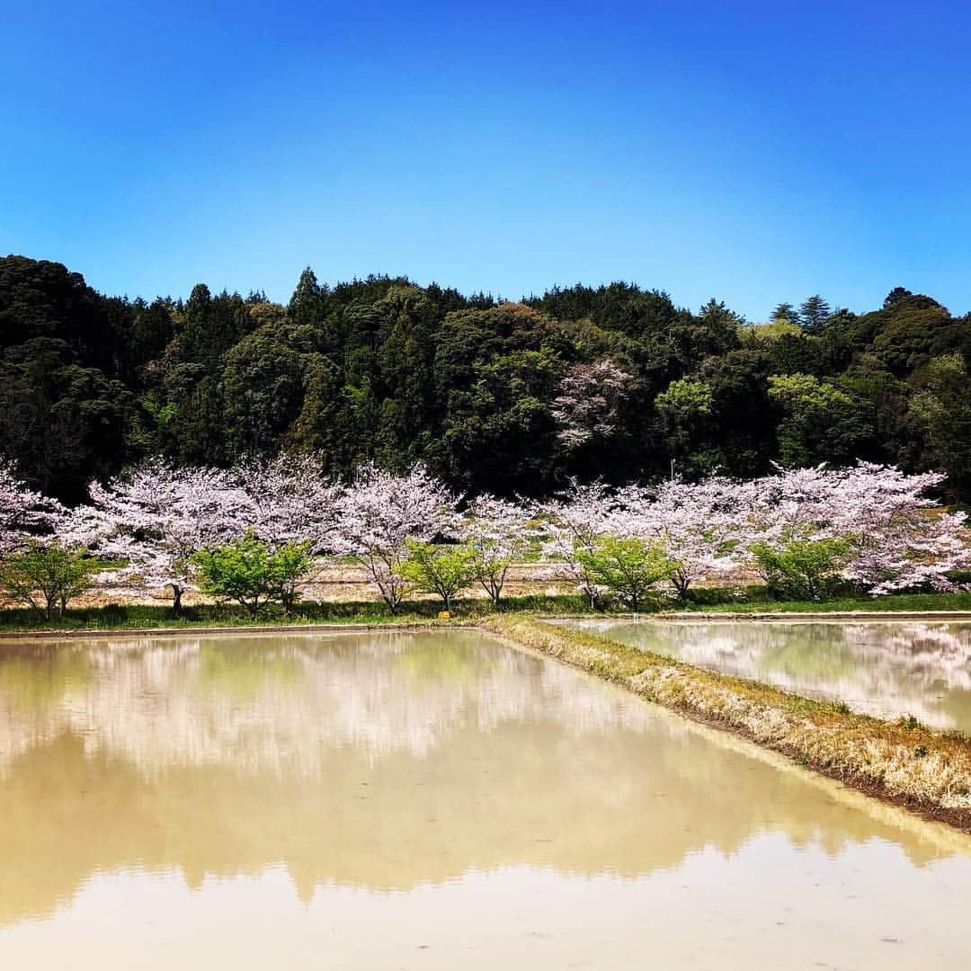 川坂勇太さんのインスタグラム写真 - (川坂勇太Instagram)「田舎の桜並木。 #こんな場所が  #桜 #sakura #japan」4月9日 11時03分 - yutakawasaka