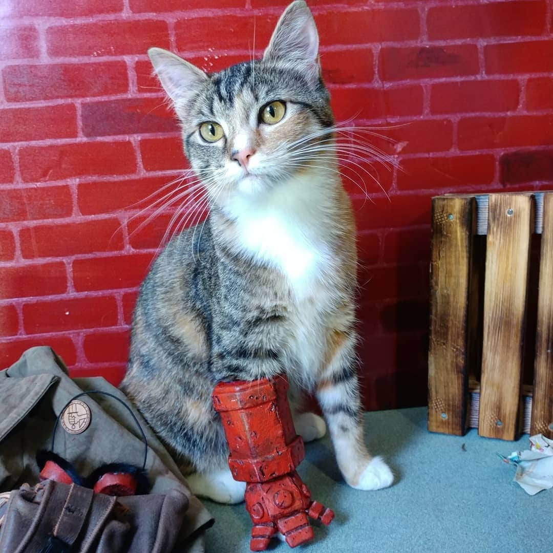 猫コスプレさんのインスタグラム写真 - (猫コスプレInstagram)「Training time for the Pikey Wigglebutt. She was too interested in the set's trash paper to hold still.」4月9日 11時05分 - cat_cosplay