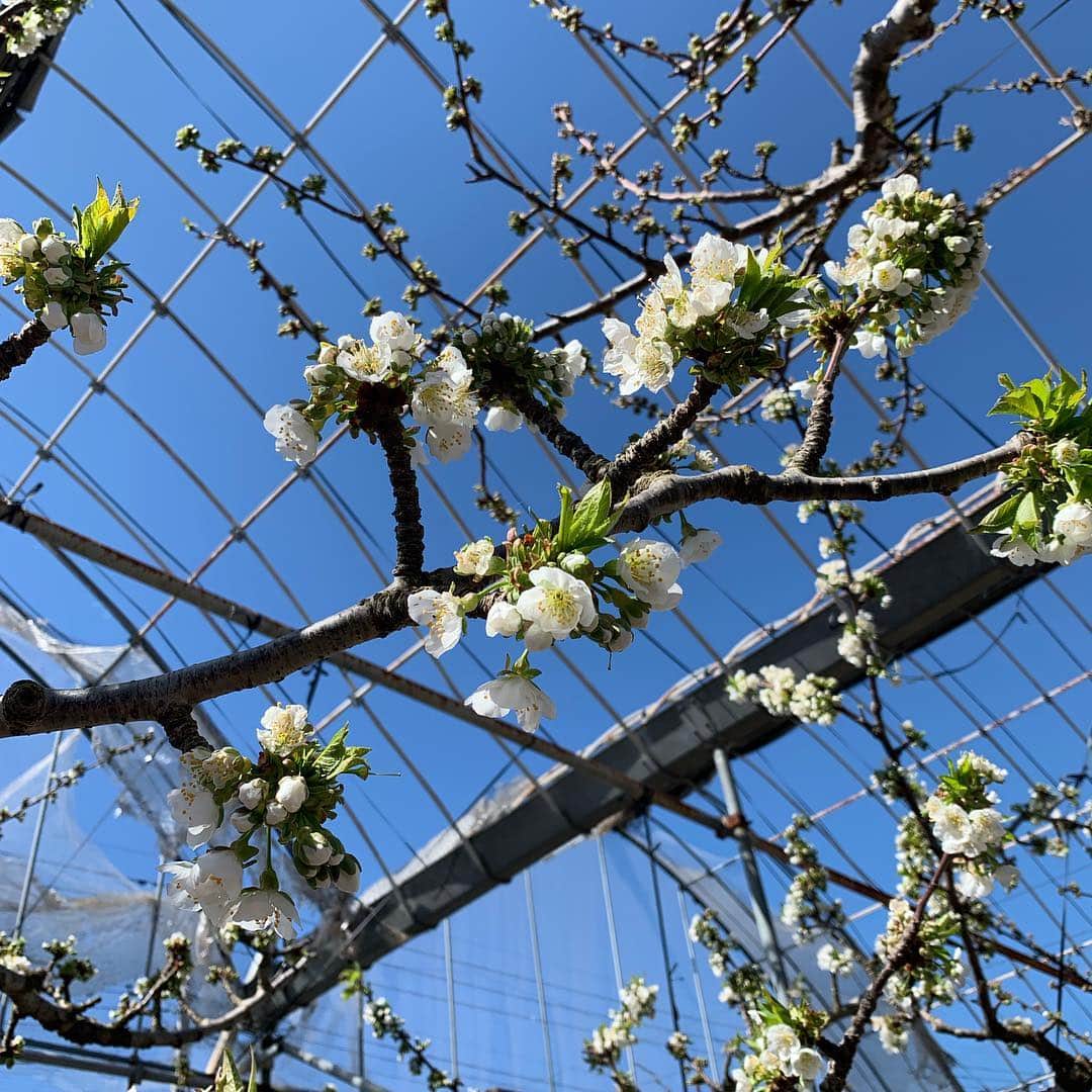 浅利そのみさんのインスタグラム写真 - (浅利そのみInstagram)「きょうはさくらんぼ🍒の受粉用のお花・蕾をとっていました。交配したいけど風が強すぎる！ #山梨 #南アルプス市 #さくらんぼ #さくらんぼの花 #農作業 #農業女子」4月9日 11時16分 - asarisonomi