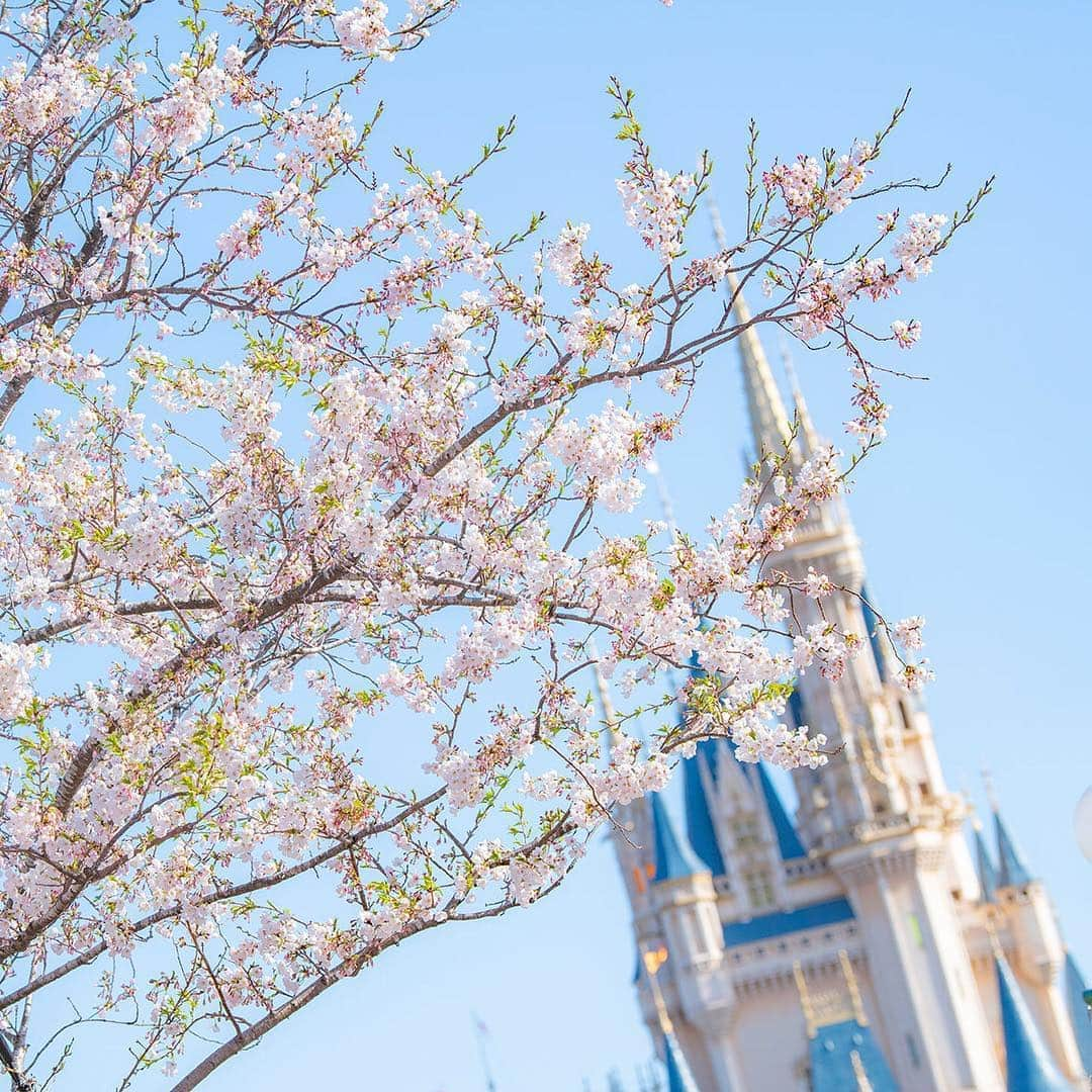 東京ディズニーリゾートのインスタグラム