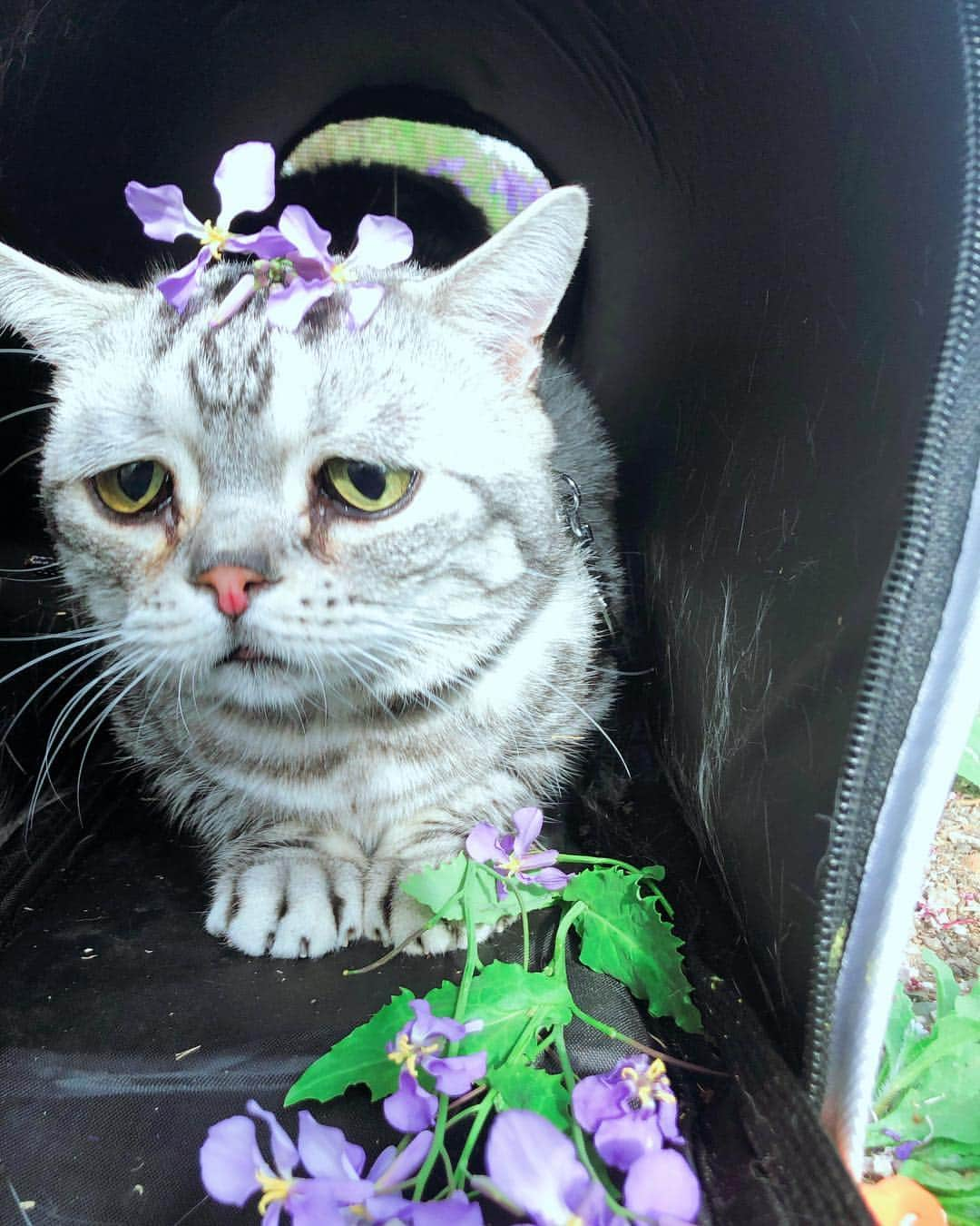 ルフさんのインスタグラム写真 - (ルフInstagram)「Flower boy #luhu - - #cat #cute #catsofinstagram #angel #adorable #lovely #sascat」4月9日 11時26分 - lanlan731