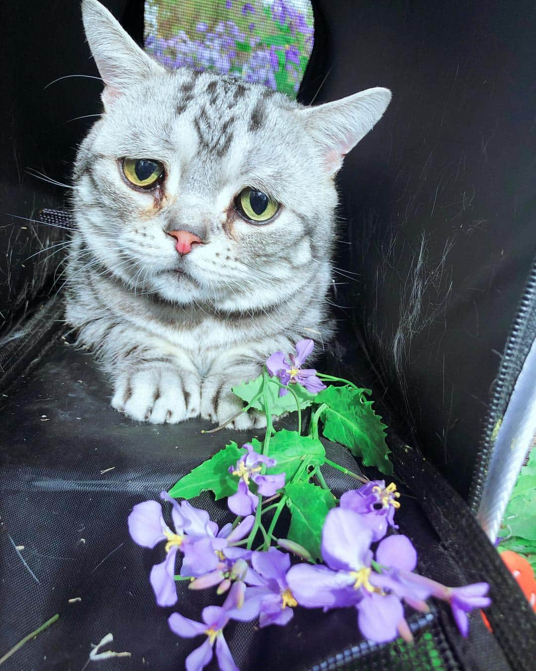 ルフさんのインスタグラム写真 - (ルフInstagram)「Flower boy #luhu - - #cat #cute #catsofinstagram #angel #adorable #lovely #sascat」4月9日 11時26分 - lanlan731