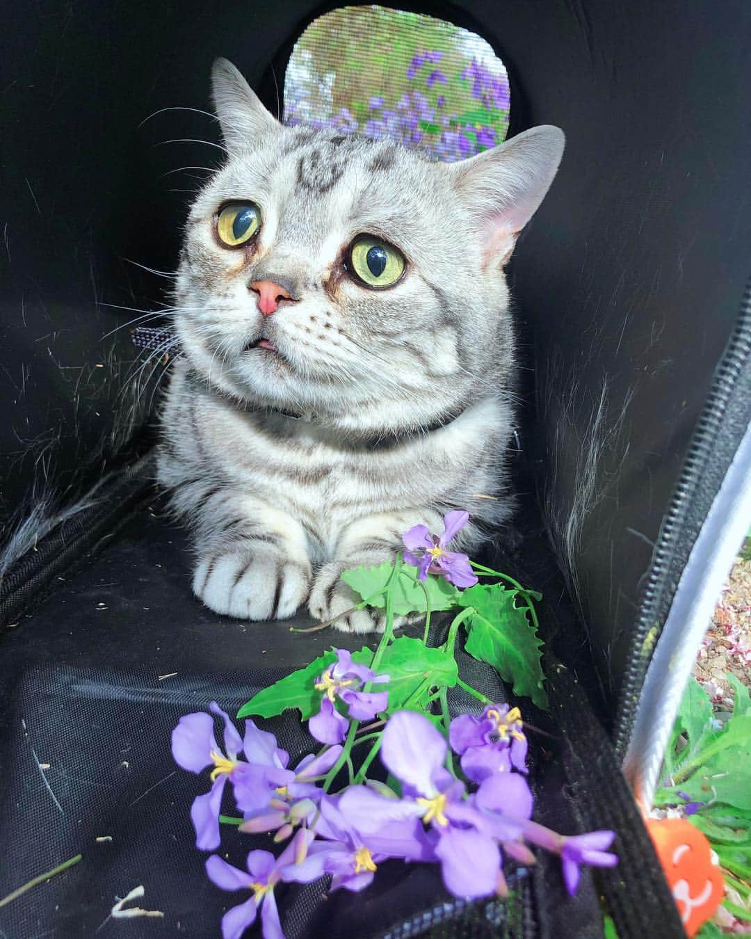 ルフさんのインスタグラム写真 - (ルフInstagram)「Flower boy #luhu - - #cat #cute #catsofinstagram #angel #adorable #lovely #sascat」4月9日 11時26分 - lanlan731
