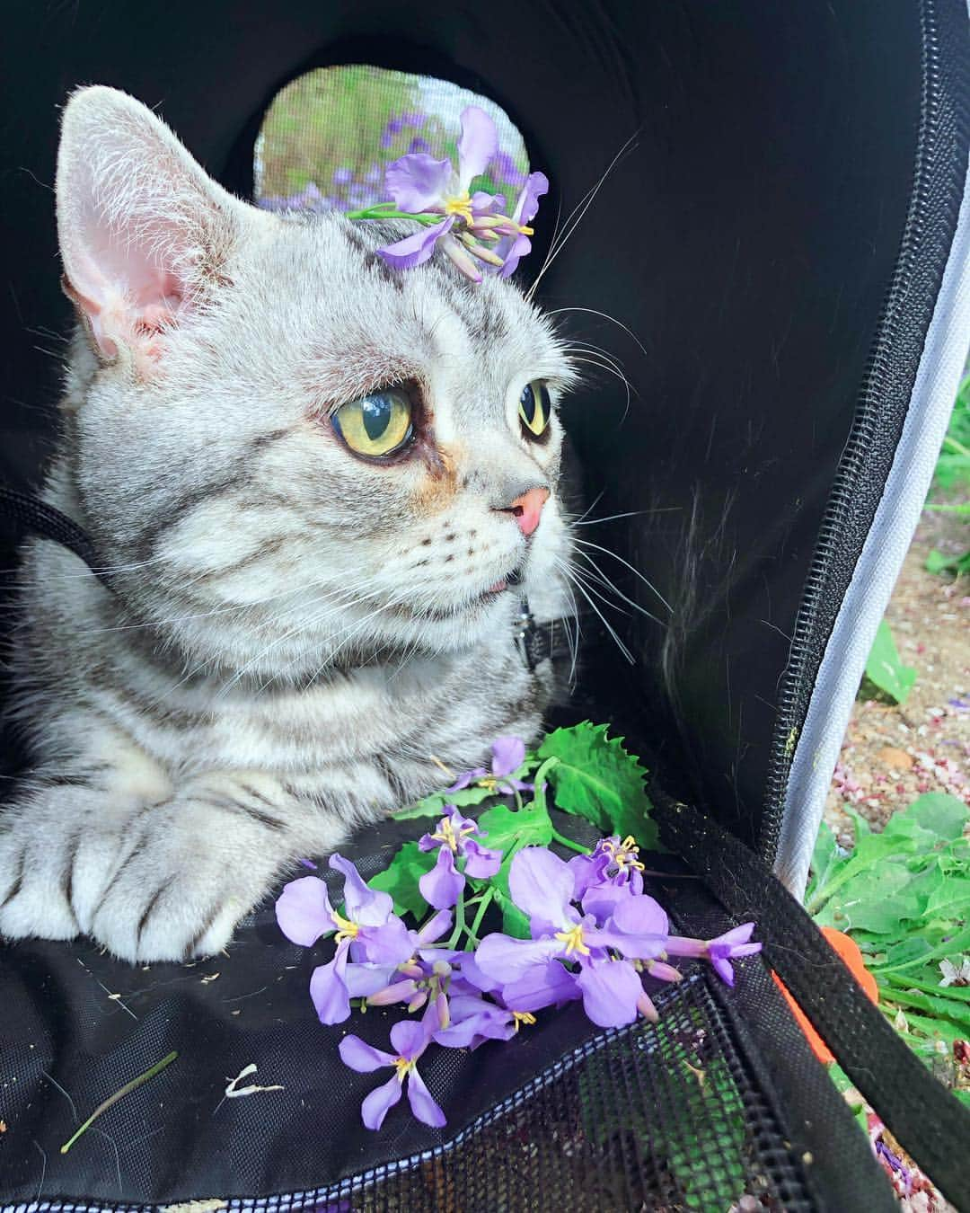 ルフさんのインスタグラム写真 - (ルフInstagram)「Flower boy #luhu - - #cat #cute #catsofinstagram #angel #adorable #lovely #sascat」4月9日 11時26分 - lanlan731