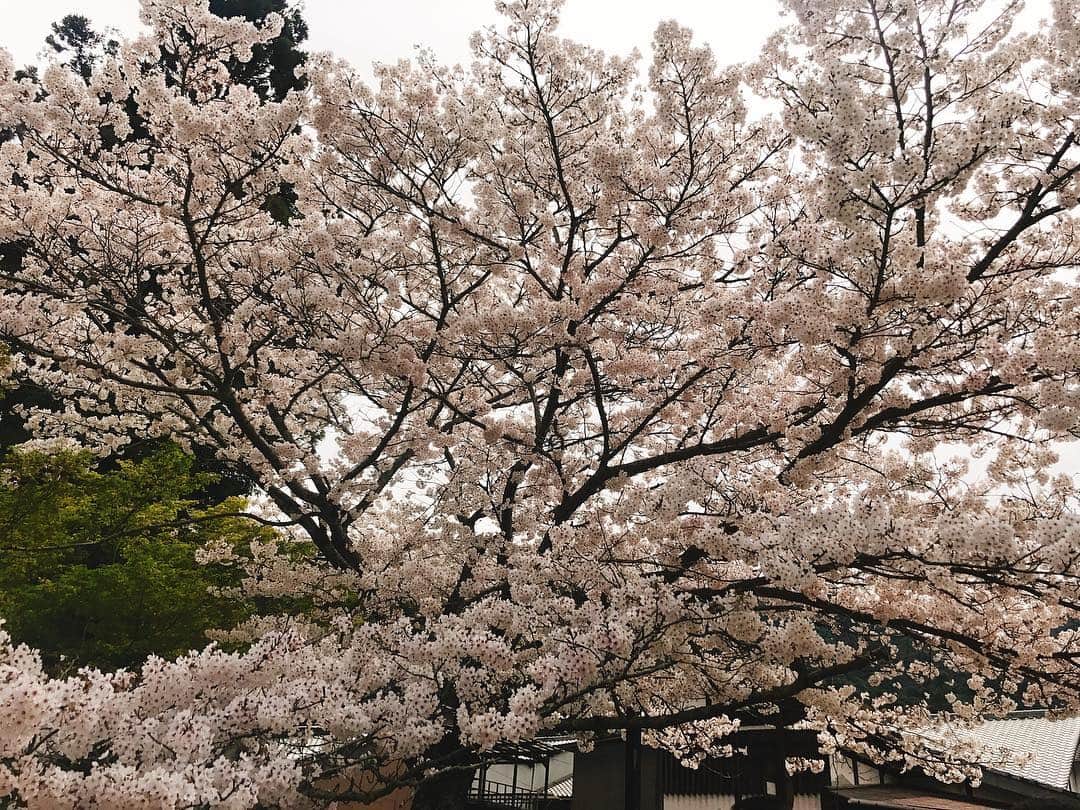 赤谷奈緒子さんのインスタグラム写真 - (赤谷奈緒子Instagram)「あっという間で短すぎたけど広島帰省😌💕 . #広島 #宮島 #厳島神社 #⛩ #1年に一度は行きたい  #桜も満開🌸  #楽しかったなー♡  #この日は20,000歩も歩いてたよ🚶‍♀️🚶‍♀️ . #毎日が一瞬で過ぎていく🙍」4月9日 11時37分 - naokoakatani