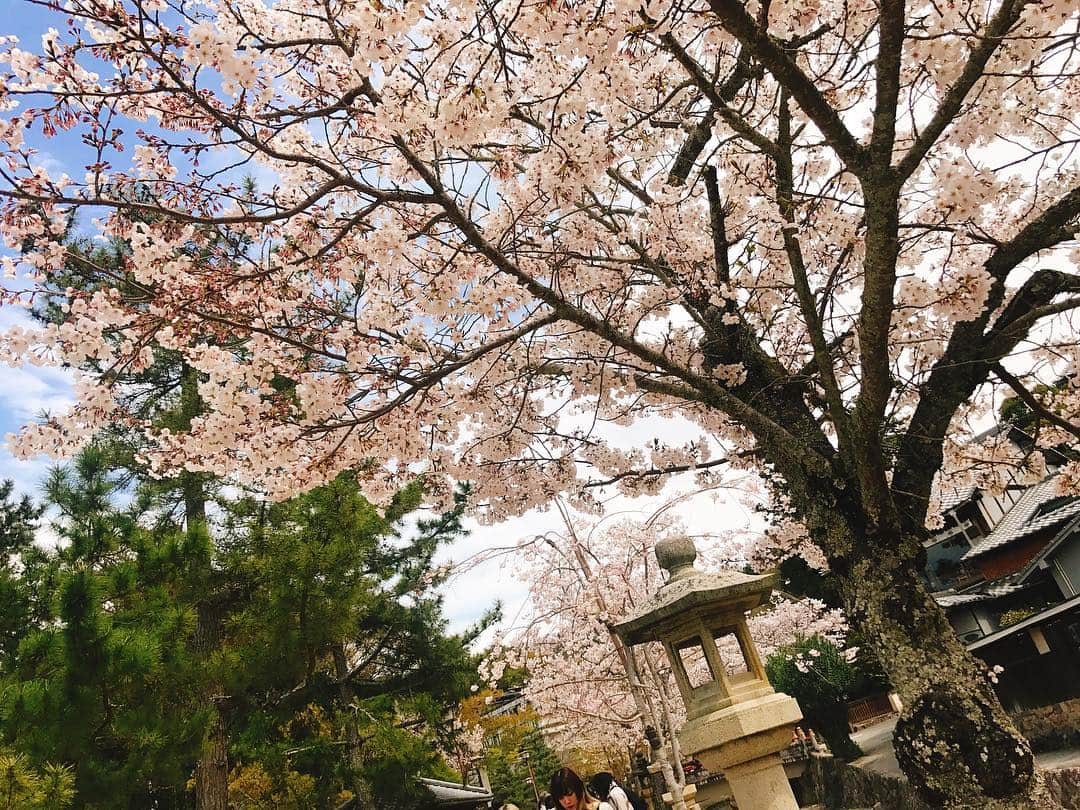 赤谷奈緒子さんのインスタグラム写真 - (赤谷奈緒子Instagram)「あっという間で短すぎたけど広島帰省😌💕 . #広島 #宮島 #厳島神社 #⛩ #1年に一度は行きたい  #桜も満開🌸  #楽しかったなー♡  #この日は20,000歩も歩いてたよ🚶‍♀️🚶‍♀️ . #毎日が一瞬で過ぎていく🙍」4月9日 11時37分 - naokoakatani