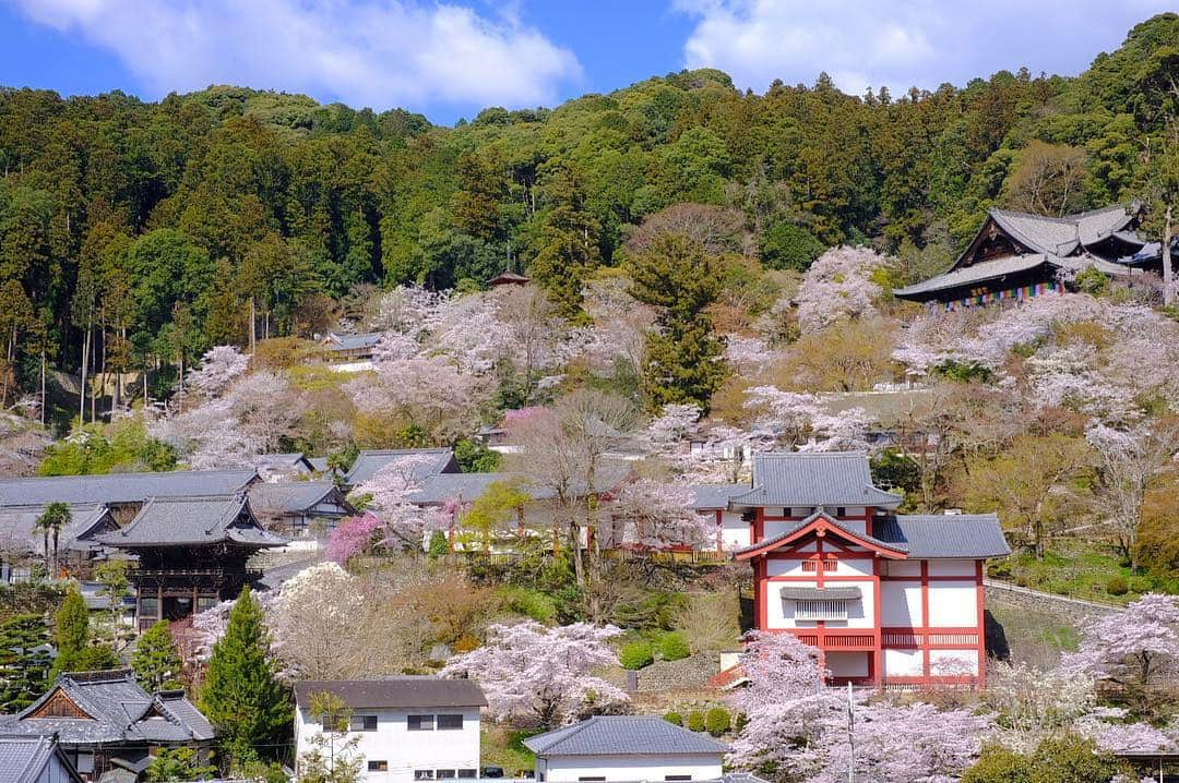 奈良 長谷寺 / nara hasederaさんのインスタグラム写真 - (奈良 長谷寺 / nara hasederaInstagram)「#満開 の#長谷寺  There are several types of cherry blossoms at @hase_dera . So as each blooming time is different, we can enjoy cherry flowers for a long time.  #長谷寺 #奈良長谷寺 #総本山長谷寺 #花の御寺 #奈良 #hasedera #hasederatemple #temple #japan #japanesetraditional #pilgrimage #nara #tourism #sightseeing #japanesetemple #西国 #西国三十三所 #霊場 #巡礼 #四寺巡礼 #やまとびとツアーズ #長谷寺が好き #うましうるわし奈良」4月9日 11時30分 - hase_dera