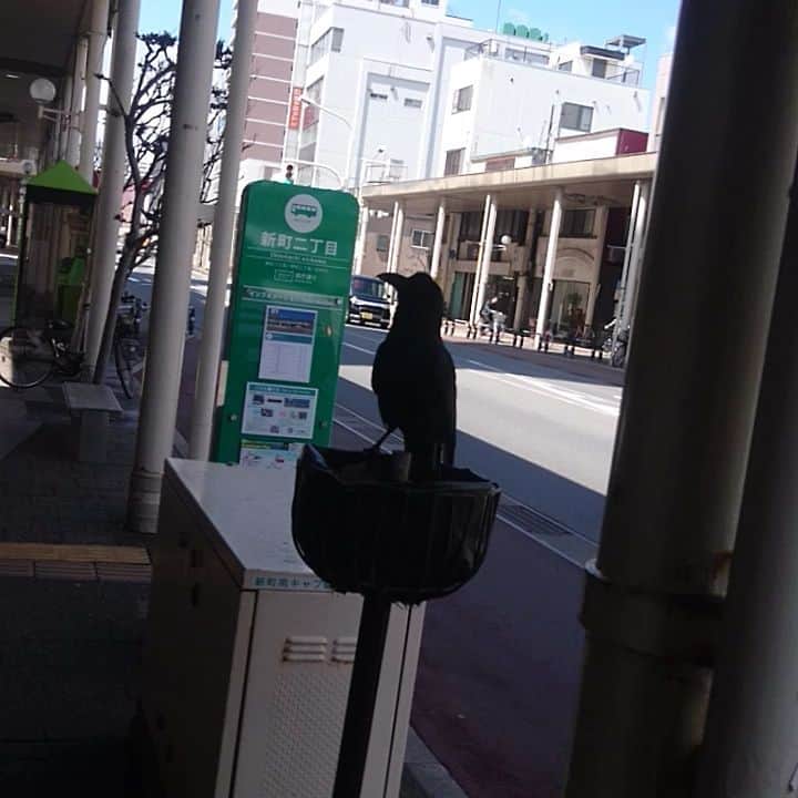 のインスタグラム：「なにこのカラスこわいんだけど😧 全然逃げないよ。かわいい😙 #カラス #烏 #crow」