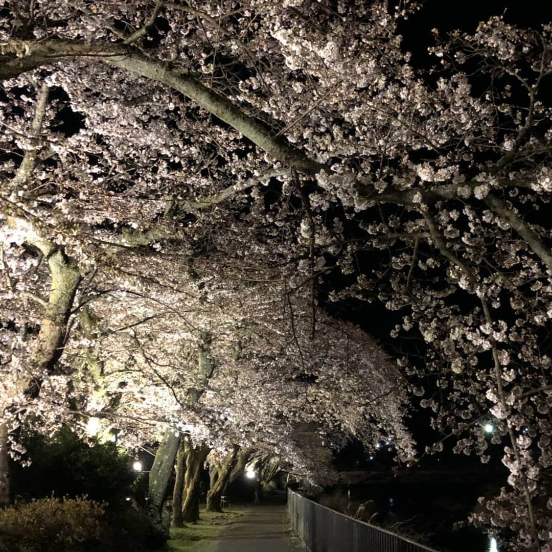 メルヴェール箱根強羅【公式】さんのインスタグラム写真 - (メルヴェール箱根強羅【公式】Instagram)「. 皆様こんにちは！ メルヴェール箱根強羅 馬渡です。 . 強羅のすぐ近くにございます桜の名所、宮城野早川堤の桜が満開です！ 写真は先週の土曜日に撮影したものですが、今週末もまたお楽しみいただけるのではないでしょうか？ . #メルヴェール箱根強羅 #箱根 #強羅 #温泉#桜 #満開 #宮城野早川堤 #平成最後の春」4月9日 11時43分 - merveille_hakone_gora