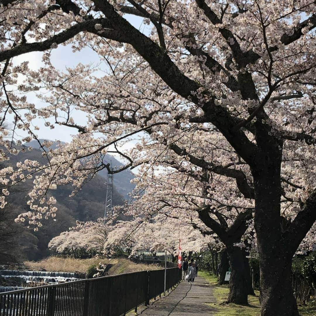 メルヴェール箱根強羅【公式】さんのインスタグラム写真 - (メルヴェール箱根強羅【公式】Instagram)「. 皆様こんにちは！ メルヴェール箱根強羅 馬渡です。 . 強羅のすぐ近くにございます桜の名所、宮城野早川堤の桜が満開です！ 写真は先週の土曜日に撮影したものですが、今週末もまたお楽しみいただけるのではないでしょうか？ . #メルヴェール箱根強羅 #箱根 #強羅 #温泉#桜 #満開 #宮城野早川堤 #平成最後の春」4月9日 11時43分 - merveille_hakone_gora