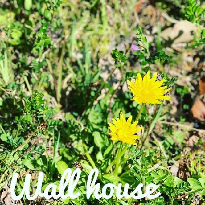 LIXILリフォームショップ外壁・家のリフォームのインスタグラム：「🌿 . 家の事なら、何でもご相談ください🌿 📮560-0001  大阪府豊中市北緑丘1-1-6 Wall house reform(ウォール ハウス リフォーム) 📞0120-1212-86 . #wallhouse1 #外壁家のリフォーム #wallhousereform #wallhouse #リフォーム #豊中市 #吹田市 #茨木市 #箕面市 #北緑丘 #lixil #lixilリフォームショップ #diy #オリジナルプレート #ロハスフェスタ #ロハスフェスタ万博 #ロハス #レンタルスペース #ワンコイン #リノベーション #リフォーム #団地リノベーション #全面改装」