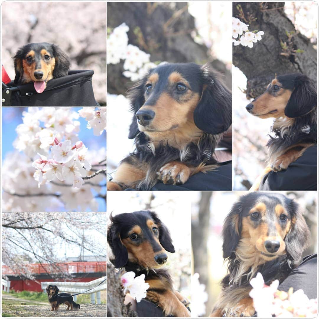❃ren❃さんのインスタグラム写真 - (❃ren❃Instagram)「平成最後のお花見🌸 桜とこっちゃんの写真まとめてみました🌸 こっちゃん、初めてのお花見🌸 桜🌸をパクってしようとするし、おとなしくしてくれないので写真撮るのが大変だった～😂😂😂 来年は落ち着いて撮れるといいな😆 ＊ いつも見ていただきありがとうございます😌💓 ＊ #桜とこっちゃん #お気に入りの写真まとめました #桜#さくら #自己満足写真 #うちのモデル犬 #琥珀#こはく#こっちゃん#暴れん坊#ビビり犬#ブラックタンダックス#ダックス#ミニチュアダックス#ミニチュアダックスフンド#短足部#チームぶさ顔#dog#dachshund #レオン大好き#自慢の息子#これからもずっと大切な家族#いつも見守ってくれてありがとう #写真を撮るのが好き」4月9日 11時53分 - ren1008